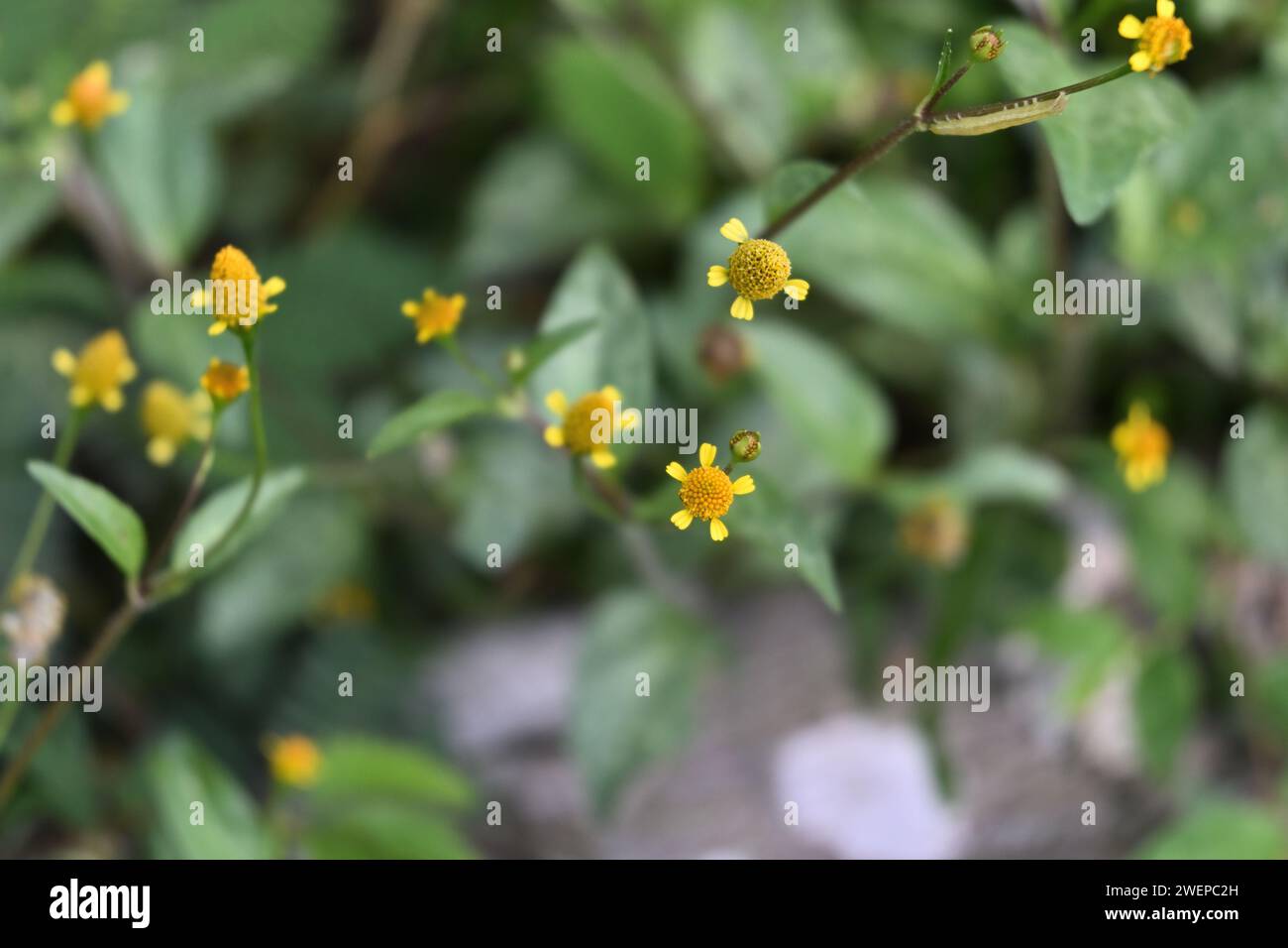 Blick von oben auf die sehr kleinen gelben Blumenköpfe einer Galinsoga-Gattung kleine Wildpflanzen blühen auf einem Rasenbereich Stockfoto