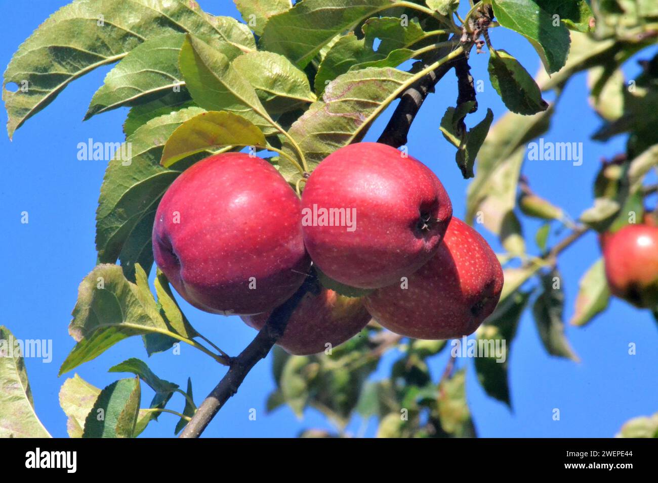 Rote Äpfel auf dem Baum - Green Leaf's - Blue Sky - wachsende Wildnis auf dem Land - essbare Früchte - Großbritannien Stockfoto