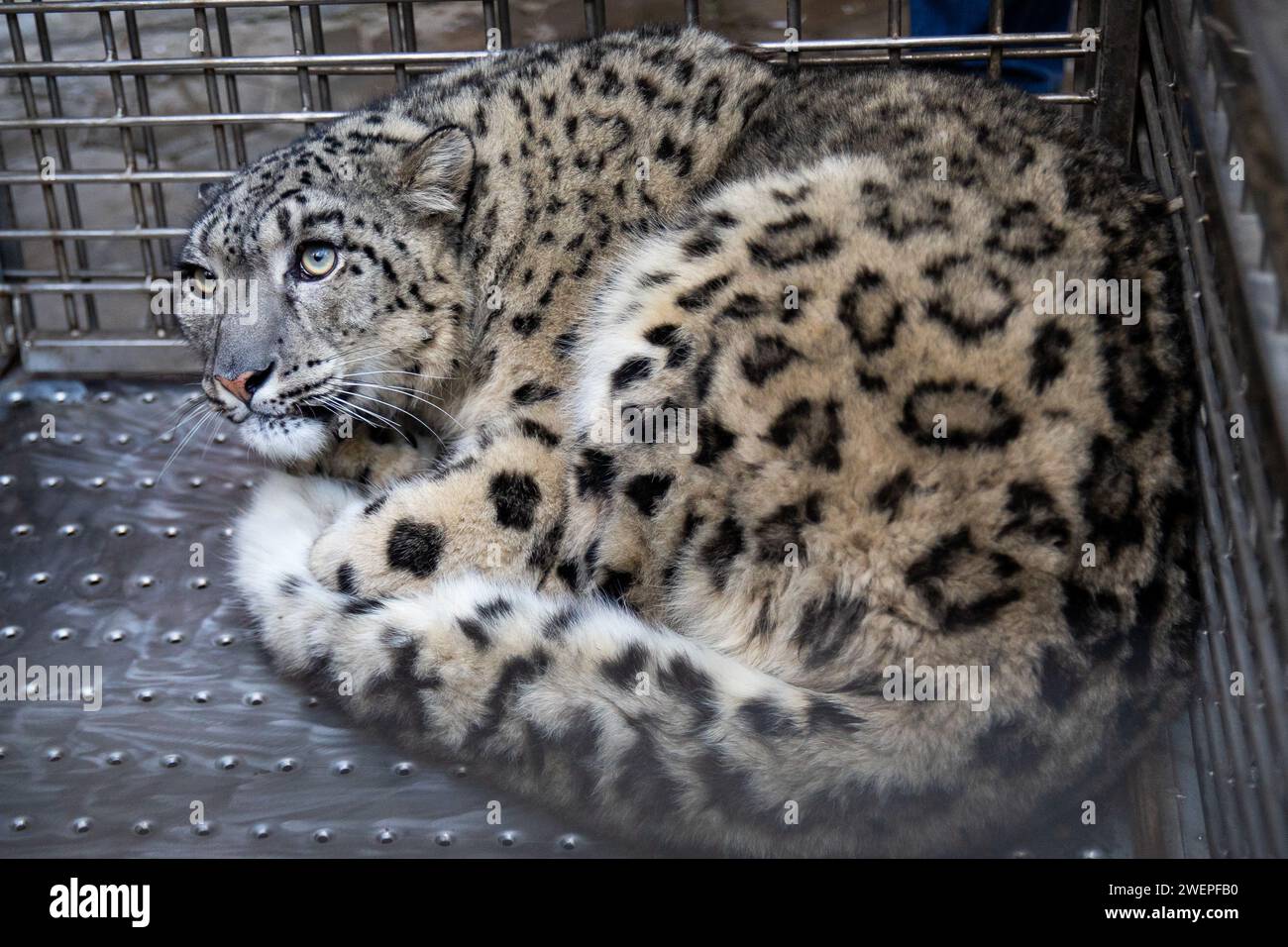 Ein verletzte Schneeleopardenjunge wurde aus Morang gerettet und in den Central Zoo in Lalitpur gebracht. Ein Schneeleopard wurde typischerweise in einer Höhe von 2500 Metern über dem Meeresspiegel gefunden und in der Tarai-Tiefebene auf 150 Metern gesichtet. Dies ist ein seltenes Vorkommen, wenn in Tieflandgebieten hochgelegene Tiere entdeckt werden. Ähnliche Fälle wurden jedoch in der Mongolei und Russland berichtet, wo Schneeleoparden und Himalaya-Wölfe auch in Tieflandregionen auf etwa 500 Metern verzeichnet wurden. Laut Naturschutzwissenschaftler Dr. Madhu Chhetri könnte der Schneeleopard danach in die falsche Richtung abgestiegen sein Stockfoto