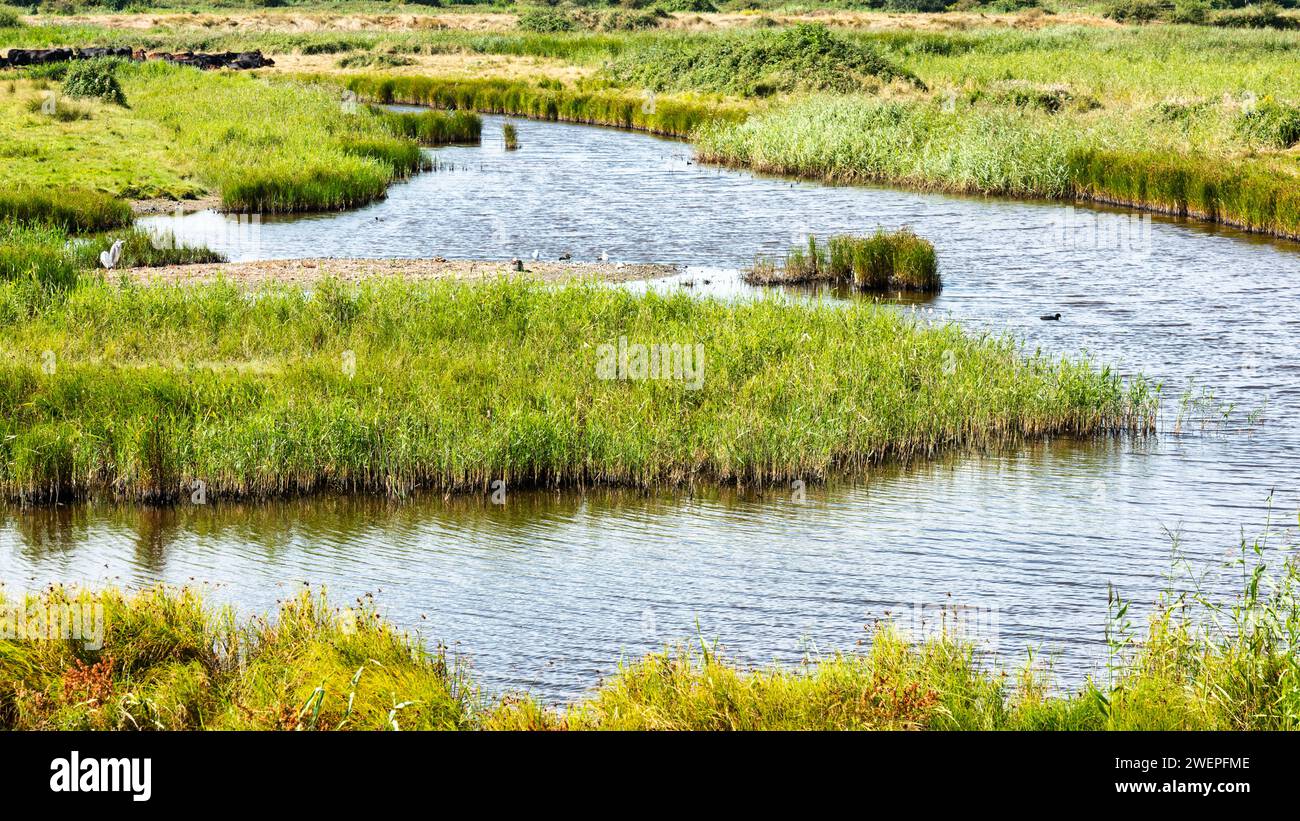 Oare Marshes Nature Reserve in der Nähe von Faversham in Kent. Verschiedene Vögel sind zu sehen, darunter ein Reiher auf der linken Seite des Fotos. Stockfoto