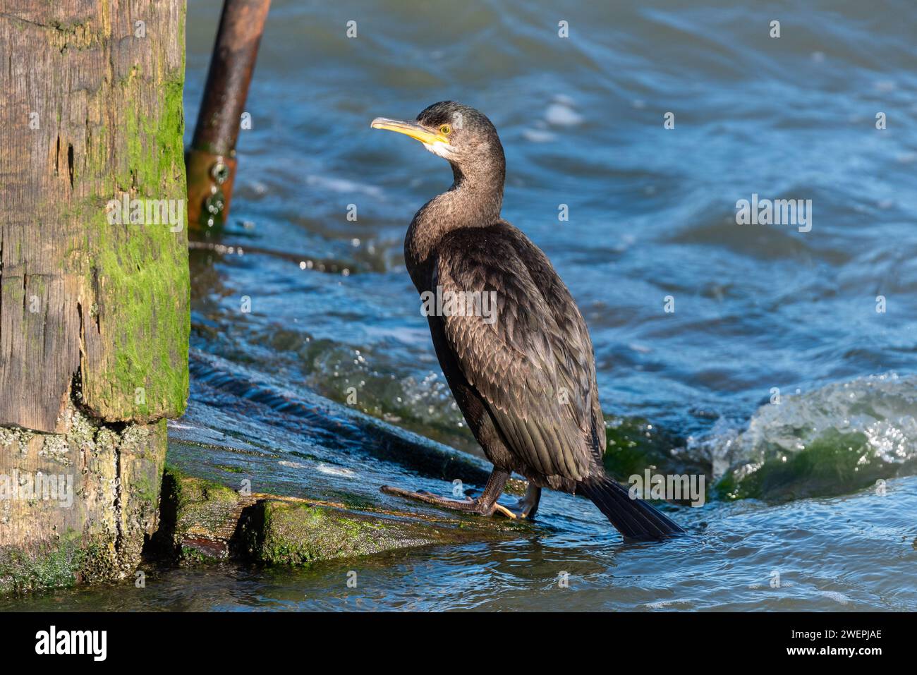 Unreife Shag, Kormoran, aus der Familie Phalacrocoracidae, auf einer Holzrutsche am Southend Pier in der Themse Mündung, Essex, Großbritannien Stockfoto