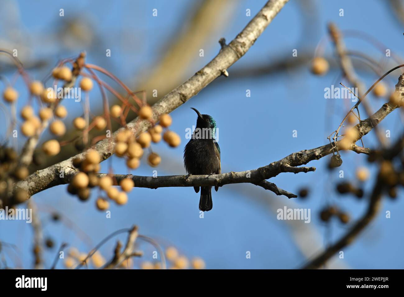 Am wenigsten besorgniserregend (bevölkerungsstabil), wie sie in Teilen des Nahen Ostens und südlich der Sahara zu finden ist, wird er auch als der orange getuftete sunbird bezeichnet. Stockfoto