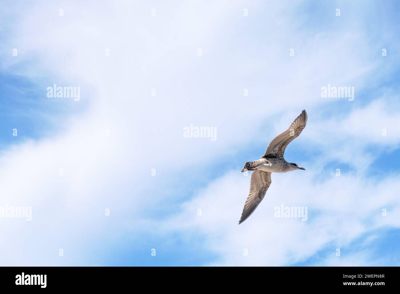 Vogel, der in blauem Himmel mit Wolken fliegt Stockfoto