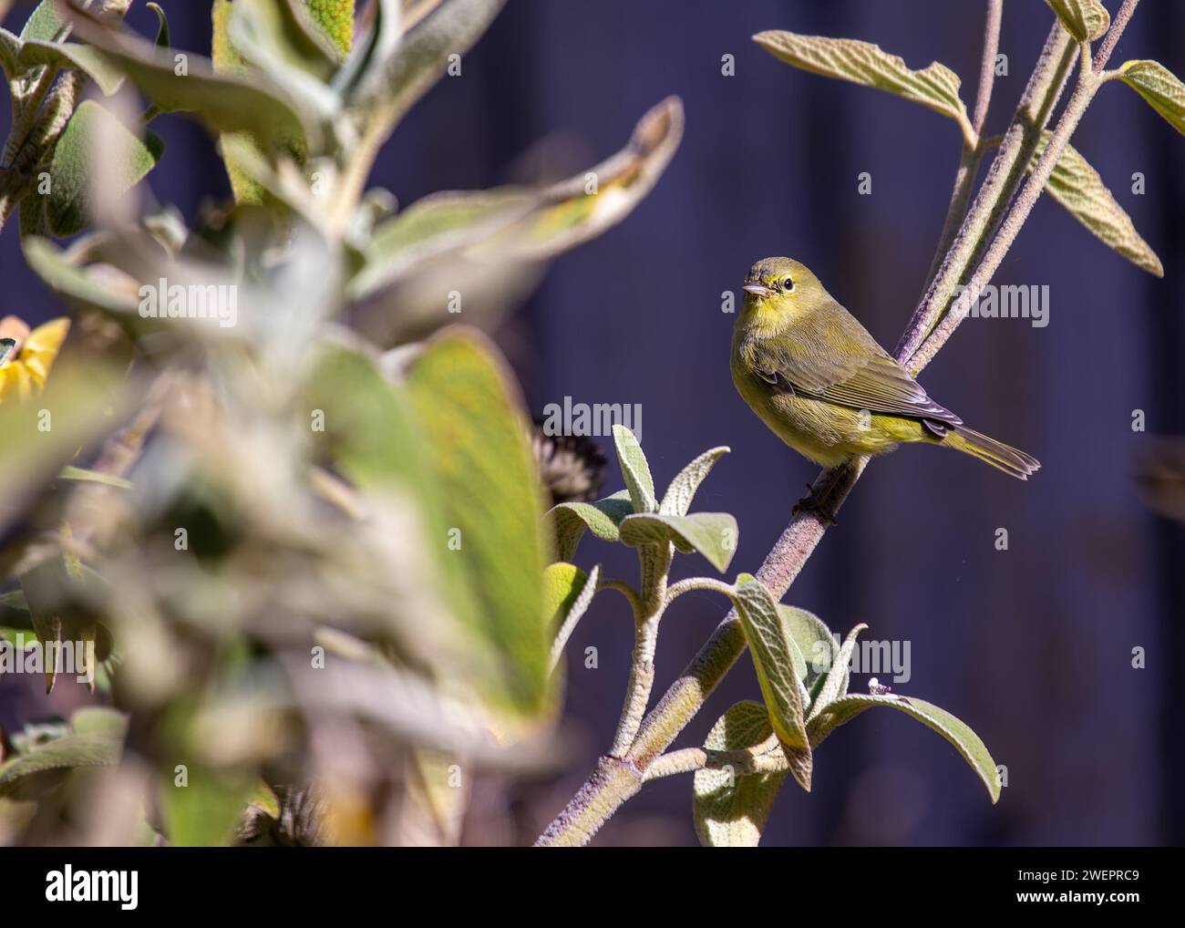 Der lebendige, orange gekrönte Warbler, Oreothlypis celata, schmückt die Wälder der Vereinigten Staaten mit seiner lebhaften Präsenz. Stockfoto