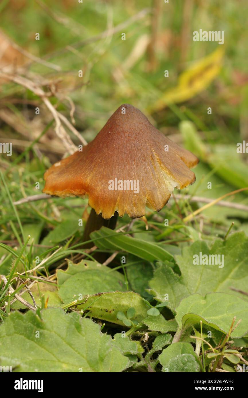 Natürliche Nahaufnahme des farbenfrohen, orangen Hexenhut-Pilzes Hygrocybe conica, der in einem Grasland steht Stockfoto