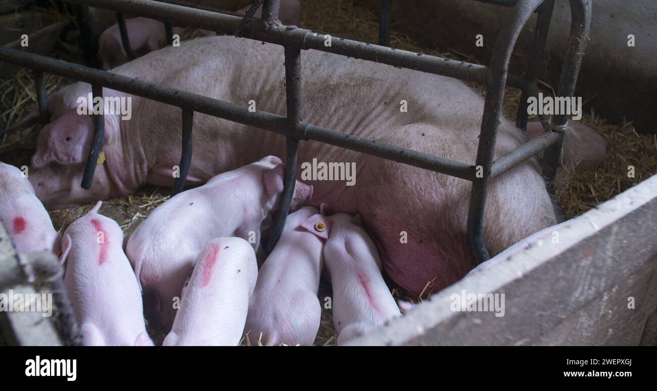 Schweine in der Viehzucht. Schweinehaltung. Junge Ferkel im Stall. Stockfoto