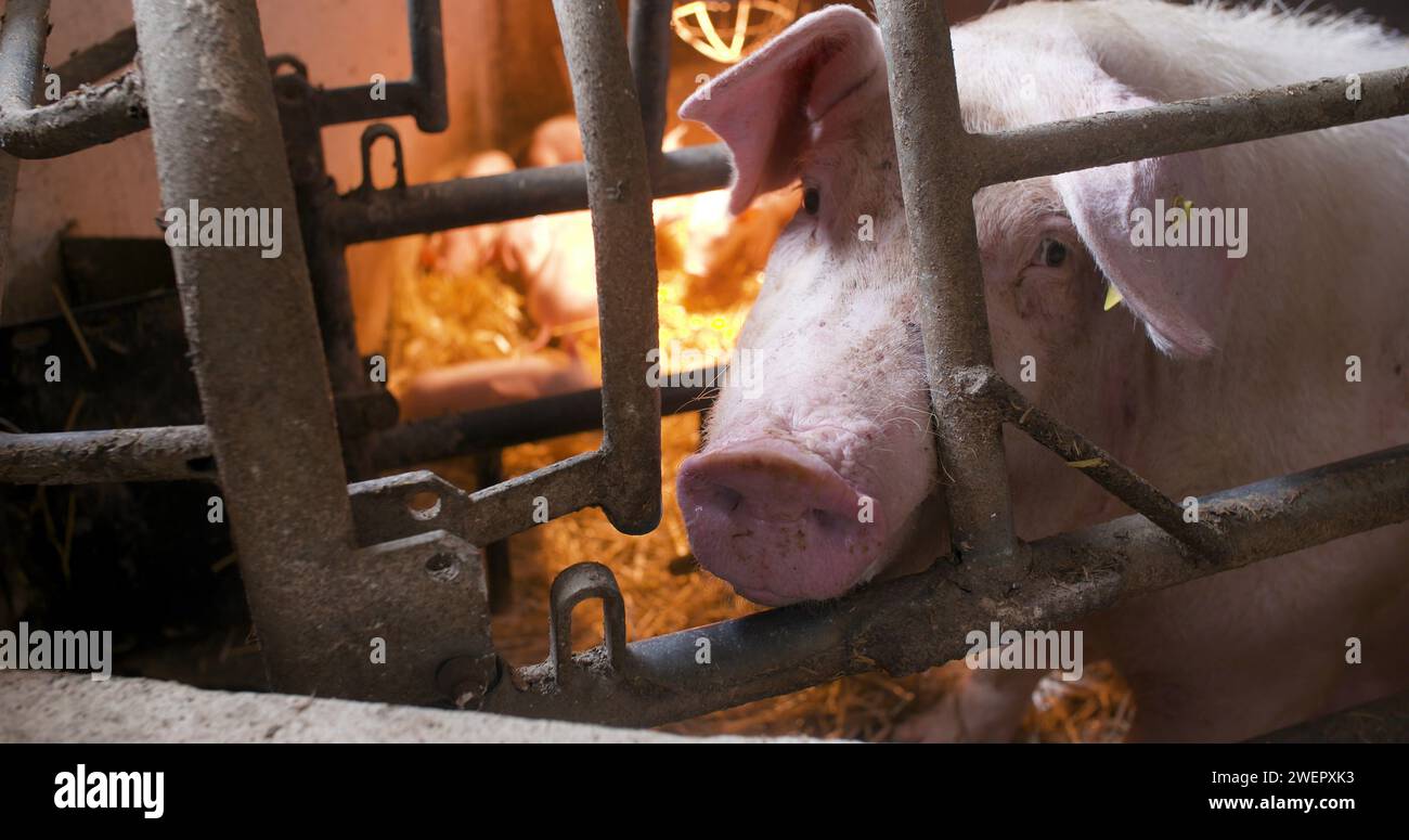 Schweine in der Viehzucht. Schweinehaltung. Junge Ferkel im Stall. Stockfoto