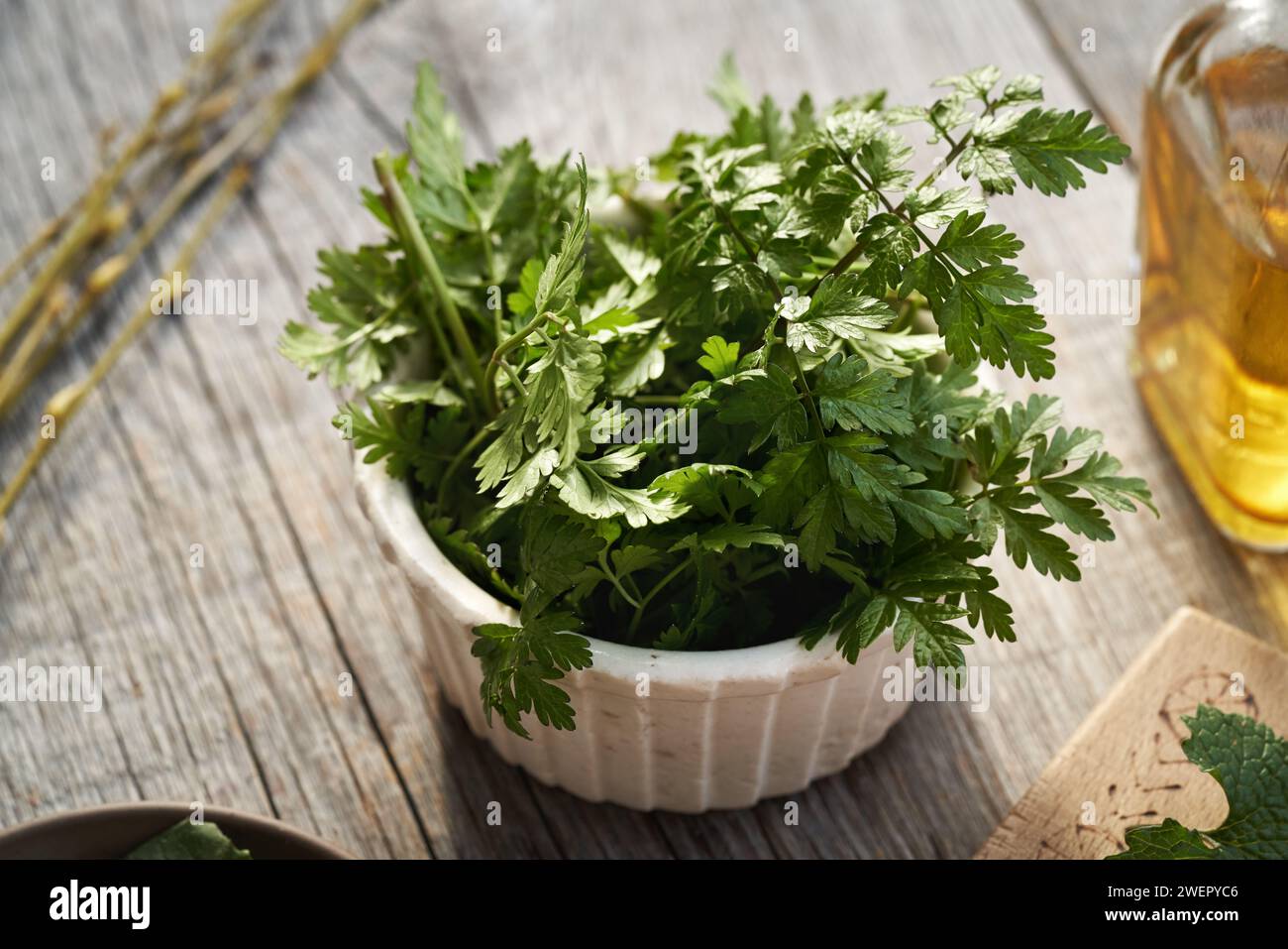 Frische junge Kuh-Petersilienblätter auf einem Tisch - eine wilde essbare Pflanze, die im Spätwinter und Frühjahrsfrühling geerntet wird Stockfoto