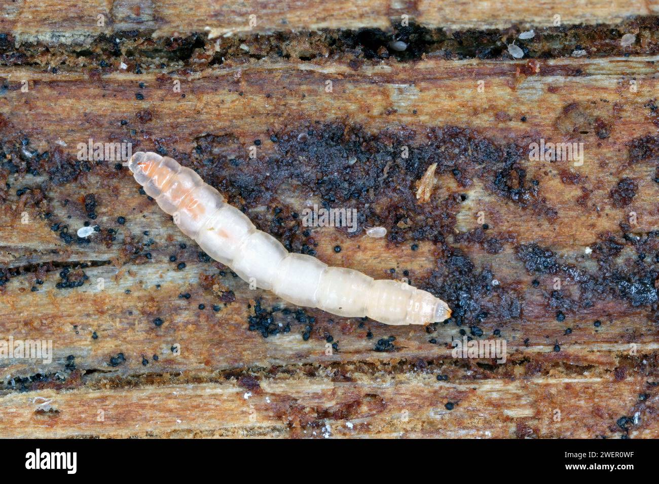 Eine winzige Fliegenlarve, die unter der Rinde von totem, verfallenem Holz gefunden wurde. Stockfoto