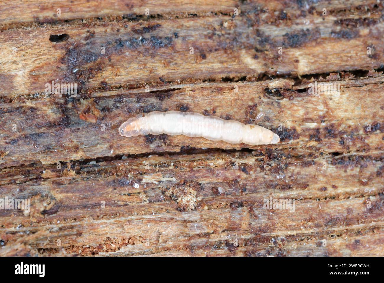 Eine winzige Fliegenlarve, die unter der Rinde von totem, verfallenem Holz gefunden wurde. Stockfoto