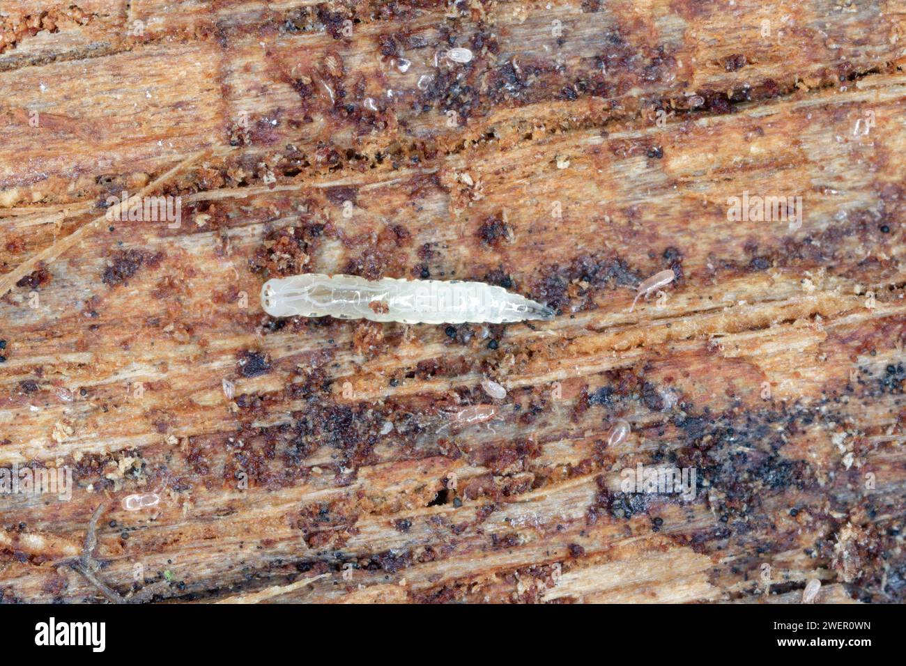 Eine winzige Fliegenlarve, die unter der Rinde von totem, verfallenem Holz gefunden wurde. Stockfoto