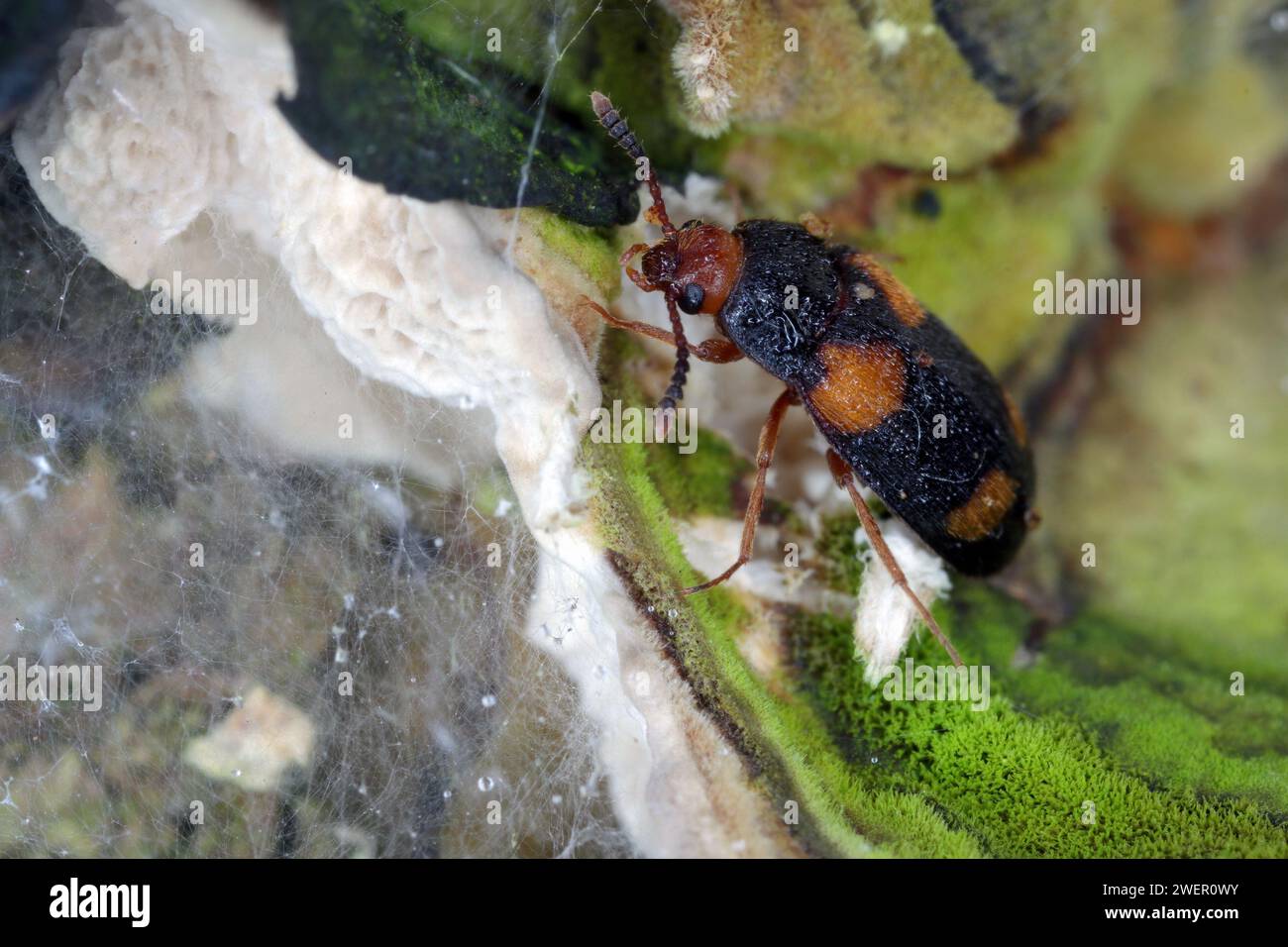 Der haarige Pilzkäfer (Mycetophagus quadripustulatus) an den Pilzen, die auf dem Holz wachsen. Stockfoto