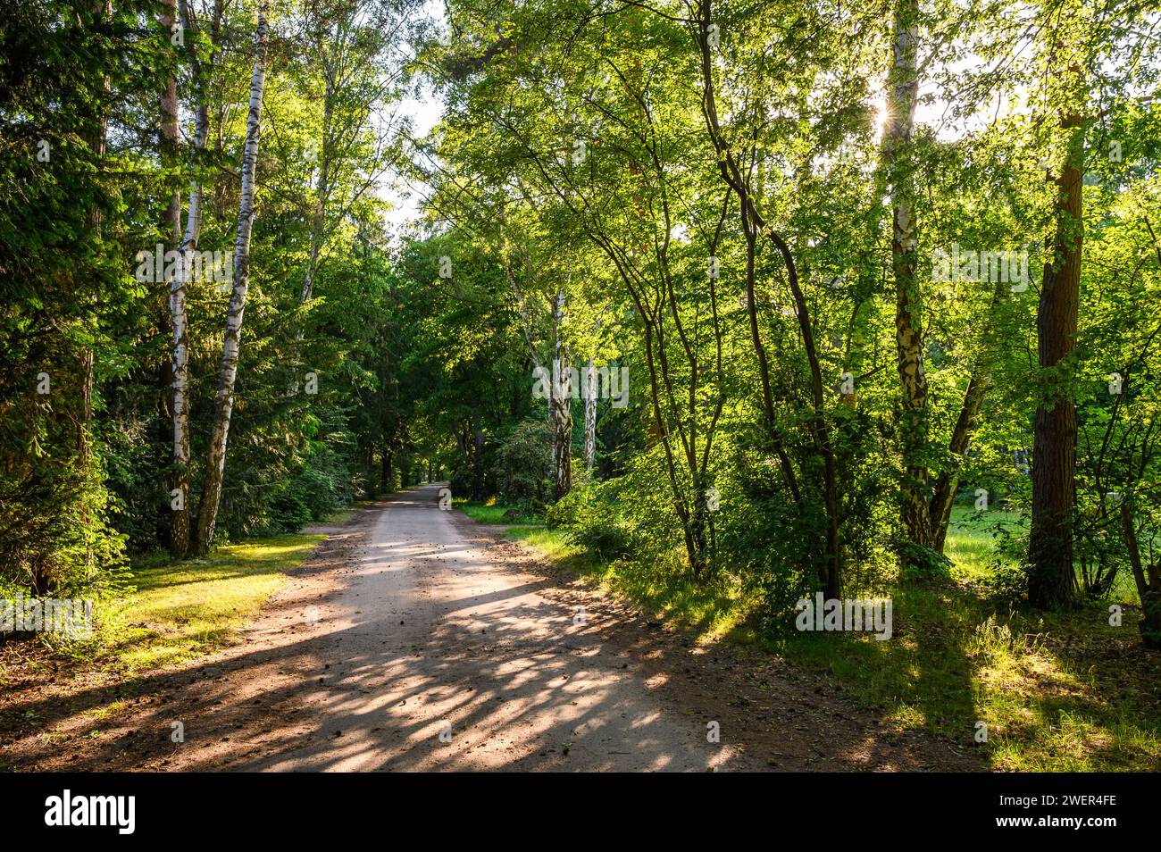 Beleuchtete, lichtdurchflutete Straße auf einem Friedhof in Deutschland Stockfoto