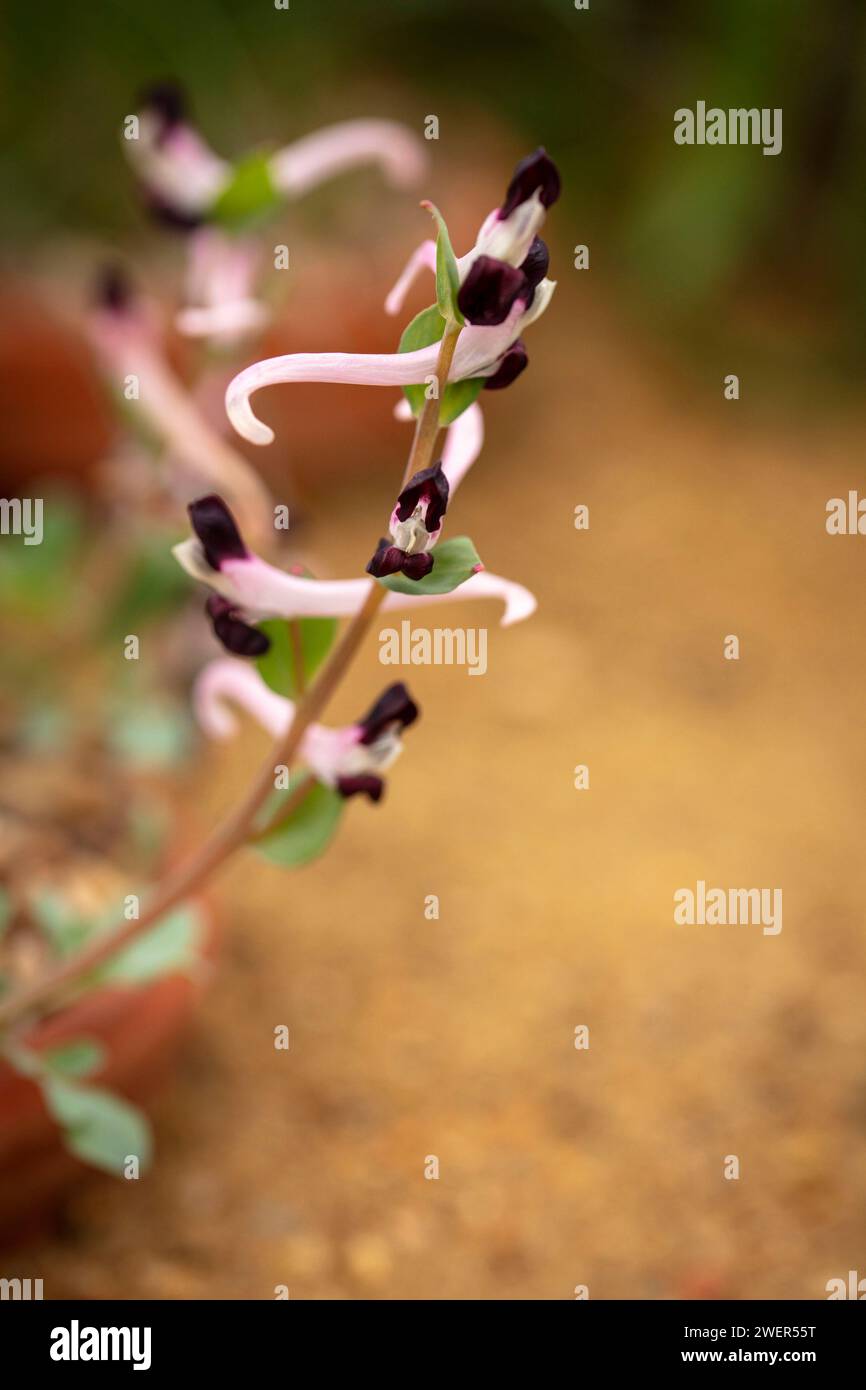 Interessanter Corydalis Popovii. Natürliches Nahaufnahme blühendes Pflanzenporträt. Hohe Auflösung mit negativem Raum Stockfoto