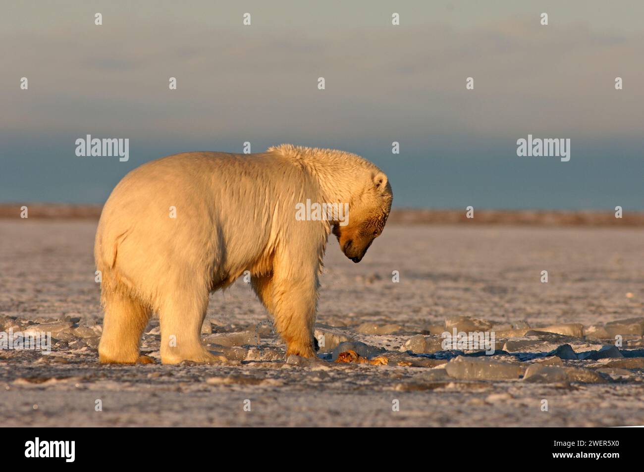 Eisbär, Ursus maritimus, spielt mit einem Stück Fleisch, Kaktovik 1002 Küstenebene des Arctic National Wildlife Refuge, Alaska Stockfoto