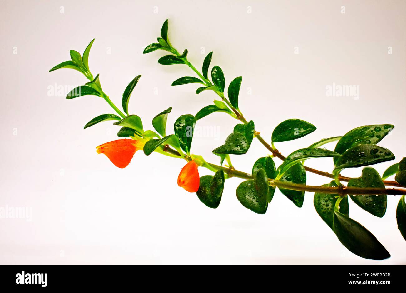 Fokussieren Sie das gestapelte Bild des Zweiges der Goldfischpflanze (Nematanthus Gregarius) mit roten Blüten, dunkelgrünen Blättern und Stämmen auf elfenbeinfarbenem Hintergrund Stockfoto