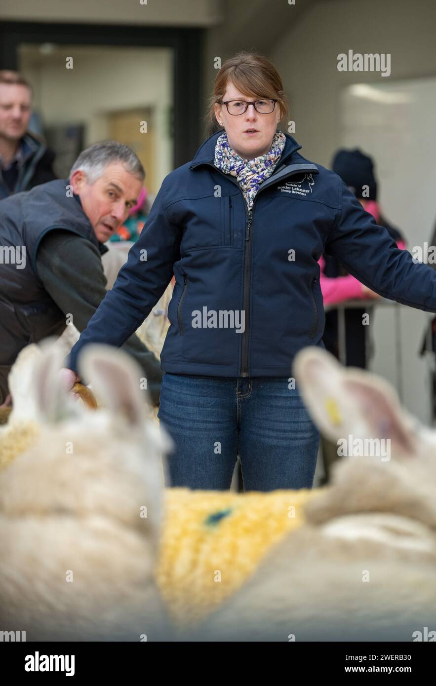 Ein Border Leicester weiblicher Verkauf im Carlisle Livestock Auction Mart, Cumbria, Großbritannien. Stockfoto