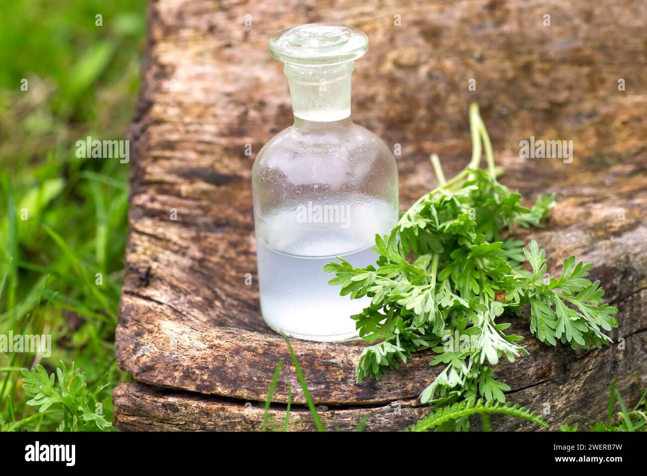 Artemisia absinthium, Wermut, Absinth-Wermut, Wermut, Wormod in der Nähe einer Apothekenflasche mit einer Tinktur zur Herstellung von Stockfoto