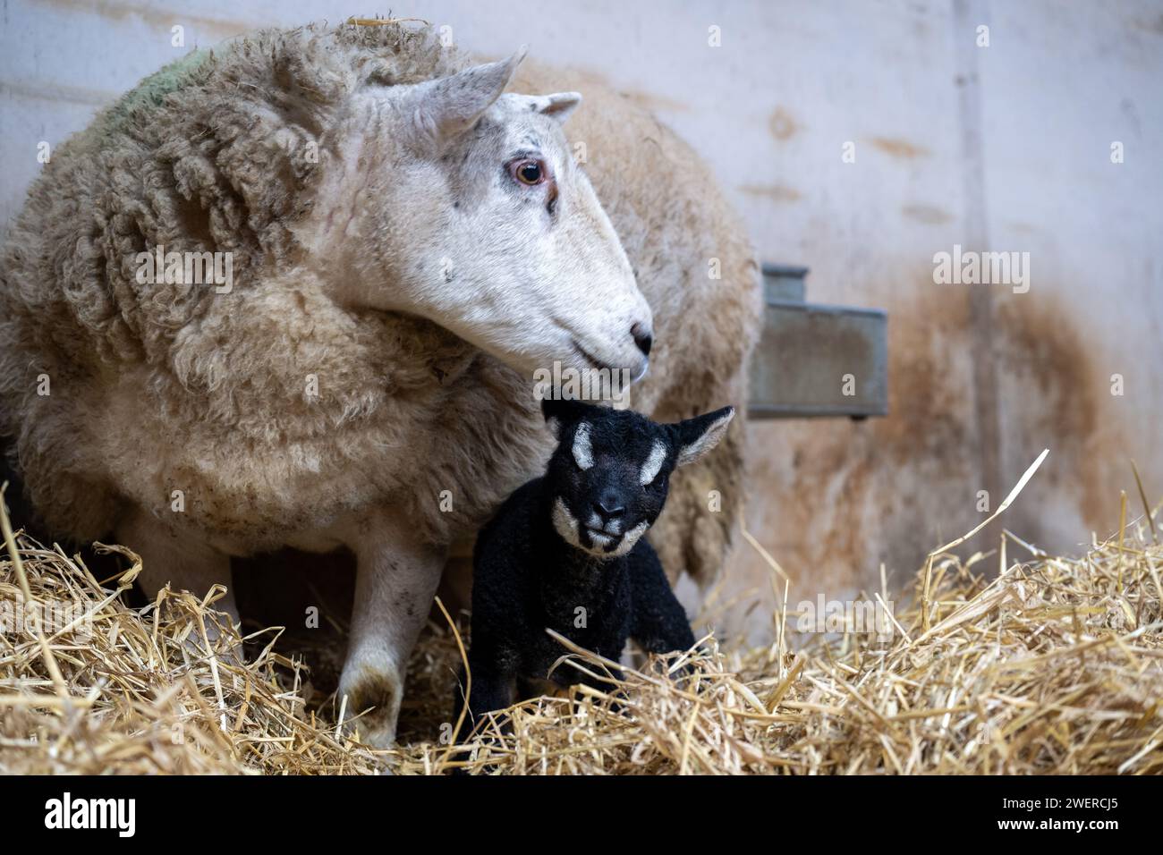 Kreuzungsschaf mit einem Stammbaum Badger traf Texel am Fuß als Ergebnis eines Embryo-Transplantationsprogramms. Cumbria, Großbritannien. Stockfoto