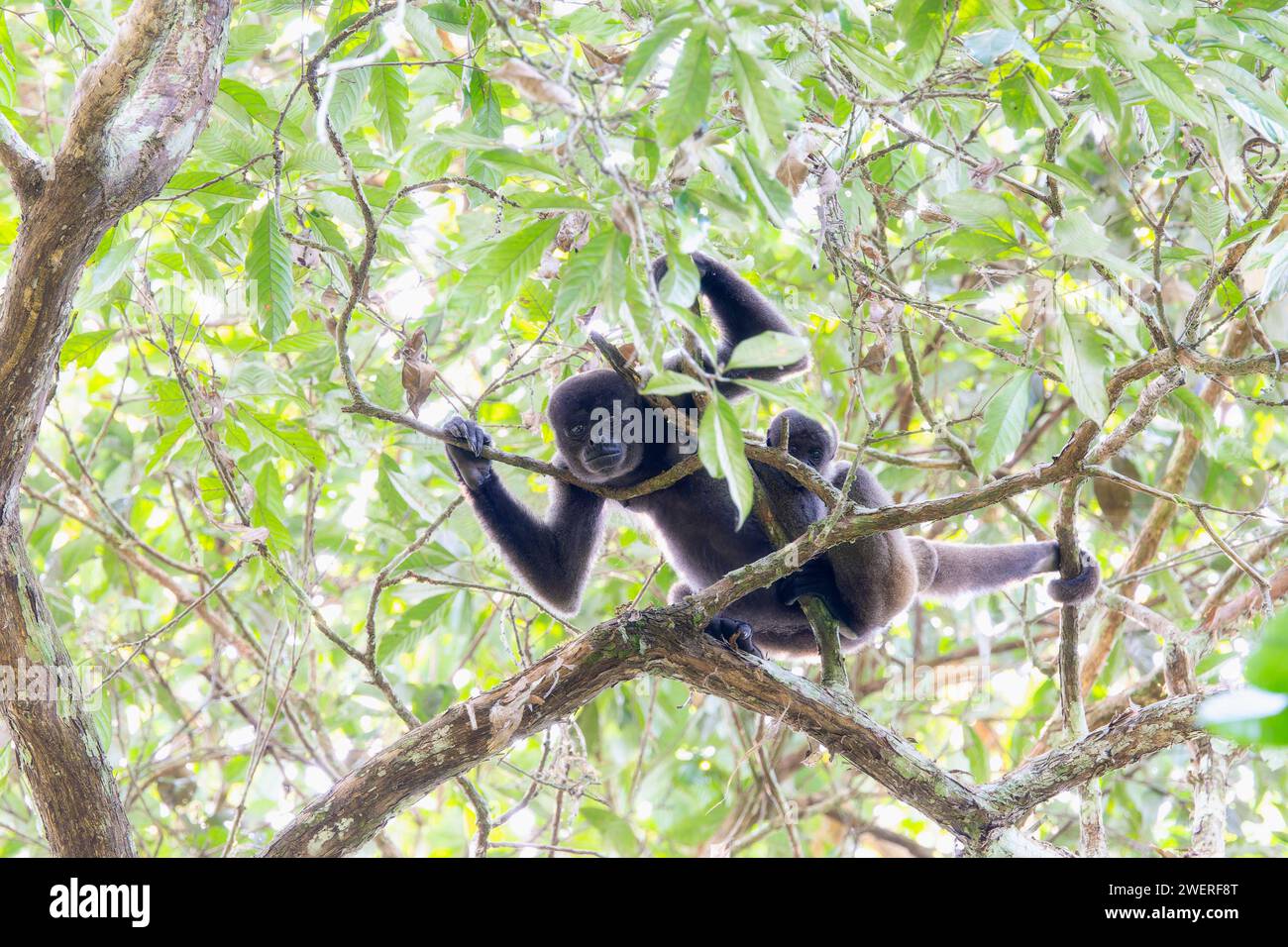 Der gefährdete graue Woolly-Affe (Lagothrix lagothricha ssp. cana) in einem Wald in Brasilien Stockfoto