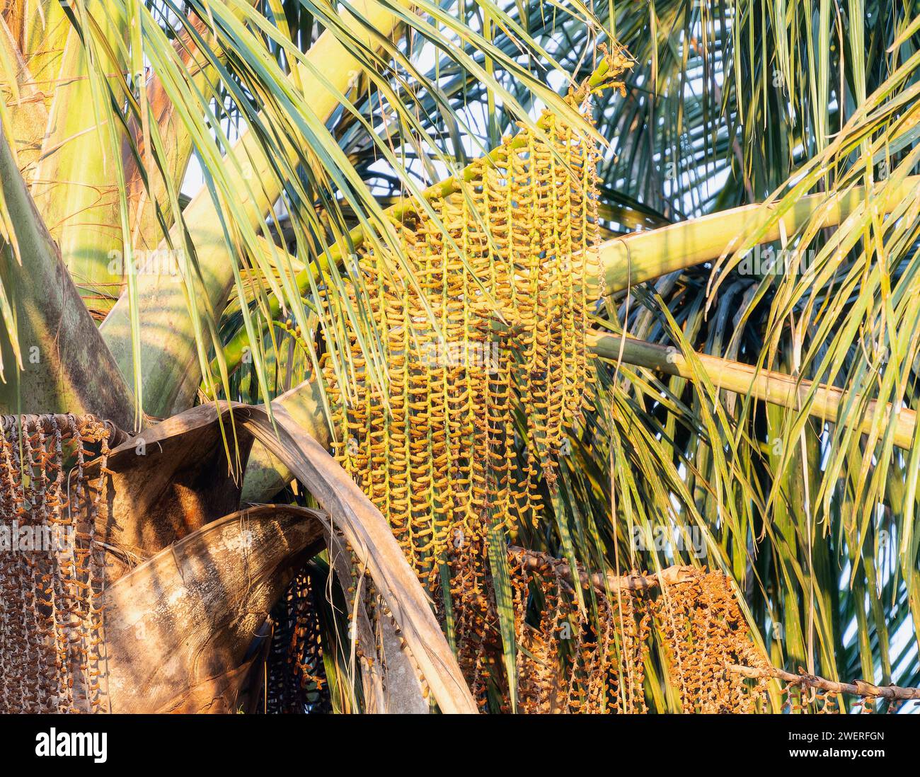 Moriche Palm (Mauritia flexuosa) in Brasilien Stockfoto