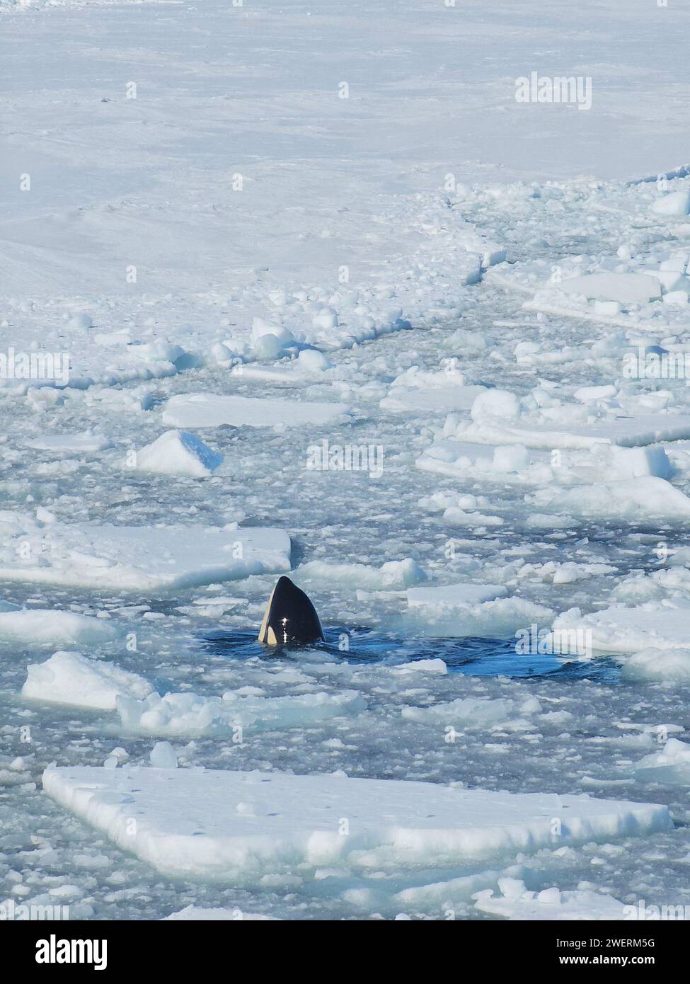 Ein Orca durchbricht ein Loch in einem Kanal, den der U.S. Coast Guard Cutter Polar Star (WAGB 10) im McMurdo Sound, Antarktis, am 11. Januar 2024 gebaut hat. Polar Star ist auf dem Weg in die Antarktis, um die Operation Deep Freeze zu unterstützen, eine interinstitutionelle Unterstützungsoperation der National Science Foundation, die das United States Antarctic Program verwaltet. (Foto der US-Küstenwache von Petty Officer 2nd Class Ryan Graves) Stockfoto Ein Orca durchbricht ein Loch in einem Kanal, den der U.S. Coast Guard Cutter Polar Star (WAGB 10) im McMurdo Sound, Antarktis, am 11. Januar 2024 gebaut hat. Polar Star ist auf dem Weg in die Antarktis, um die Operation Deep Freeze zu unterstützen, eine interinstitutionelle Unterstützungsoperation der National Science Foundation, die das United States Antarctic Program verwaltet. (Foto der US-Küstenwache von Petty Officer 2nd Class Ryan Graves) Stockfoto
