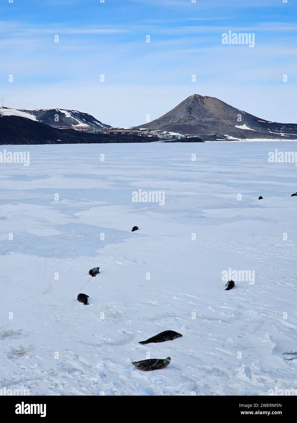 Auf dem Schnelleis vor der McMurdo Station ist eine Gruppe von Robben vom Coast Guard Cutter Polar Star (WAGB 10) im McMurdo Sound, Antarktis, am 5. Januar 2024 zu sehen. Die Unterstützung des US-Militärs für die antarktische Forschung begann 1955. Das US-Indo-Pacific Command leitet weiterhin das Team der Joint Task Force-Support Forces Antarctica bei der Bereitstellung logistischer Unterstützung für das US-Antarktis-Programm. (Foto der US-Küstenwache von Petty Officer 2nd Class Ryan Graves) Stockfoto Auf dem Schnelleis vor der McMurdo Station ist eine Gruppe von Robben vom Coast Guard Cutter Polar Star (WAGB 10) im McMurdo Sound, Antarktis, am 5. Januar 2024 zu sehen. Die Unterstützung des US-Militärs für die antarktische Forschung begann 1955. Das US-Indo-Pacific Command leitet weiterhin das Team der Joint Task Force-Support Forces Antarctica bei der Bereitstellung logistischer Unterstützung für das US-Antarktis-Programm. (Foto der US-Küstenwache von Petty Officer 2nd Class Ryan Graves) Stockfoto