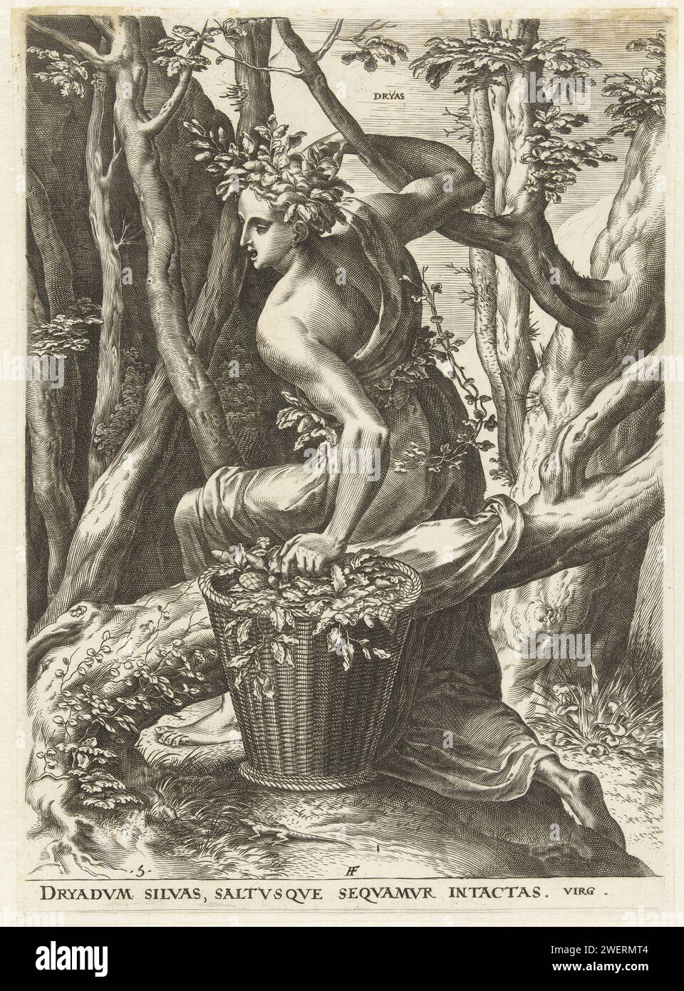 Dryas, Cornelis Cort, nach Frans Floris (I), 1564 Druck der Bosnimf Dryas sammelt Eichenblätter im Wald. Papierstich (HAMA) Dryaden, Wald- und Tre-Nymphen; „Driadi & Hamadridi“ (RIPA) Stockfoto
