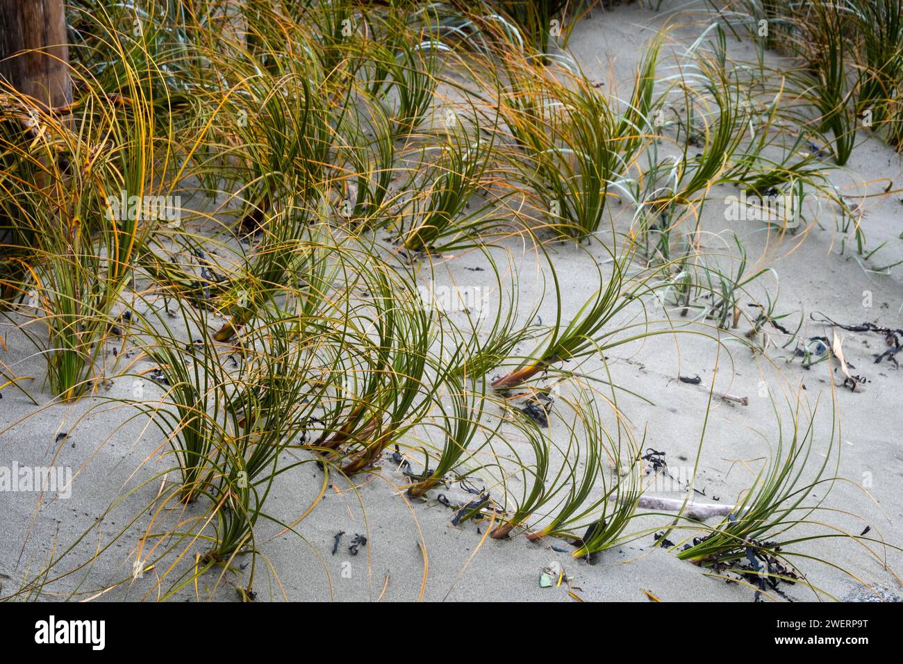 Gras auf Sanddünen hinter dem Strand, Seatoun, Wellington, Nordinsel, Neuseeland Stockfoto