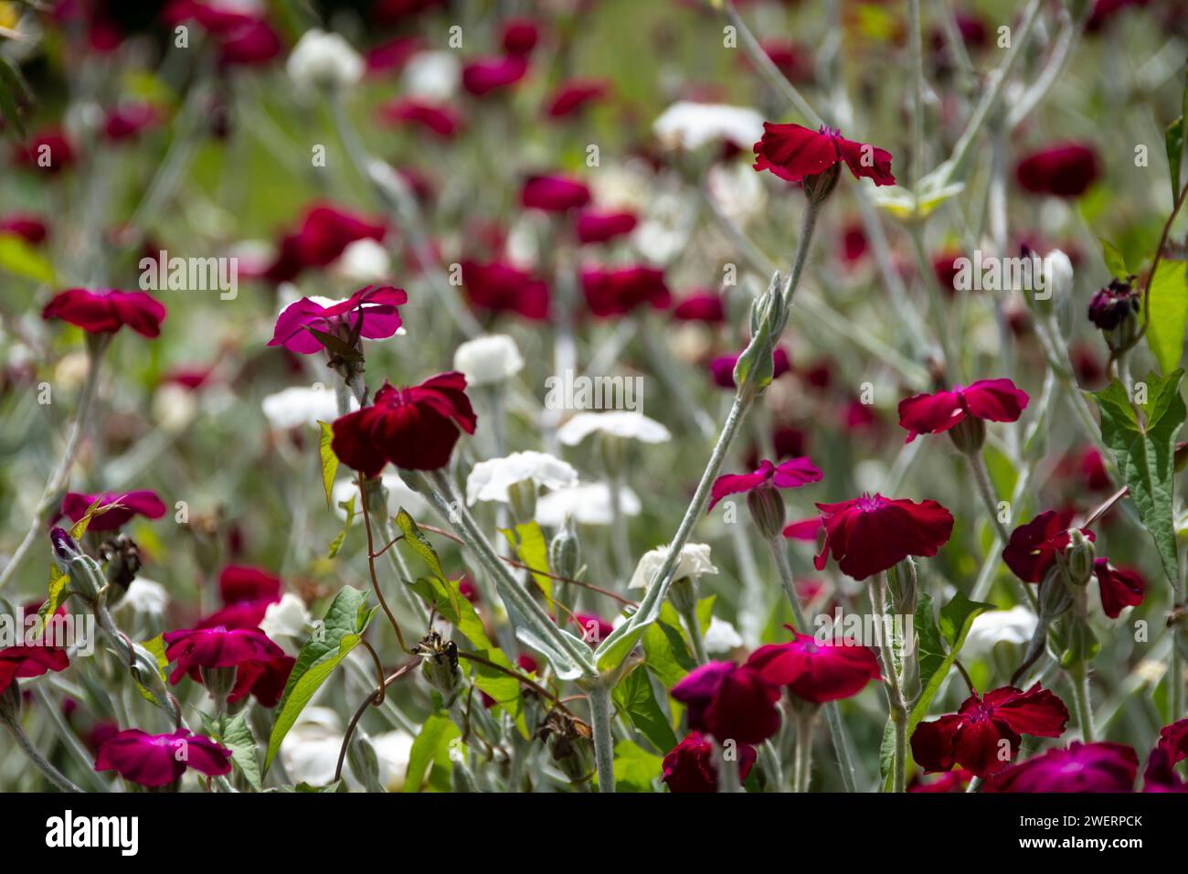 Blumen auf dem Friedhof der St. Alban's Church, Pauatahanui, Porirua, Wellington, Nordinsel, Neuseeland Stockfoto