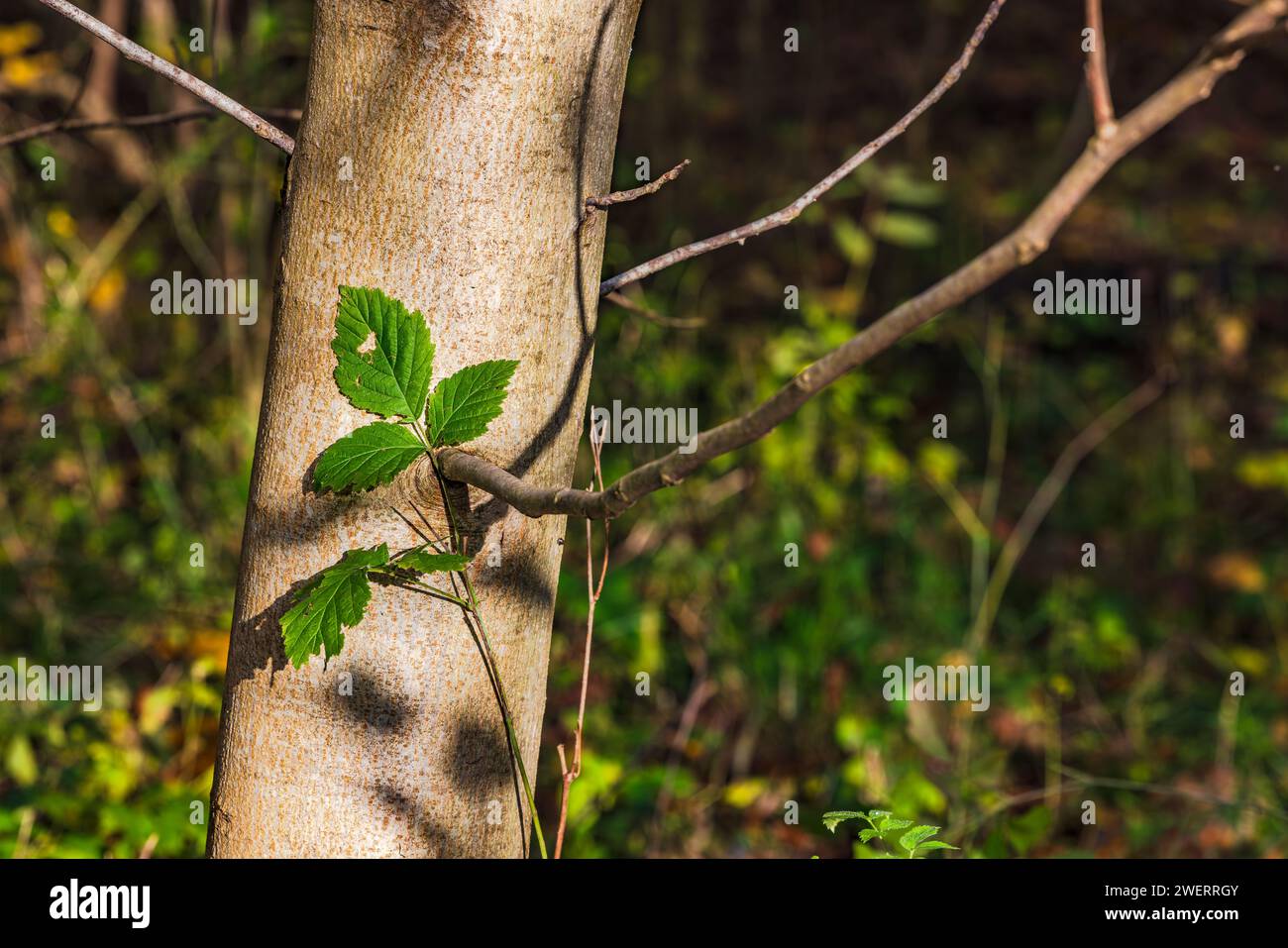 Drei Blätter, die auffallend auf dem Stamm eines Baumes in der Sonne im Wald gefangen sind Stockfoto