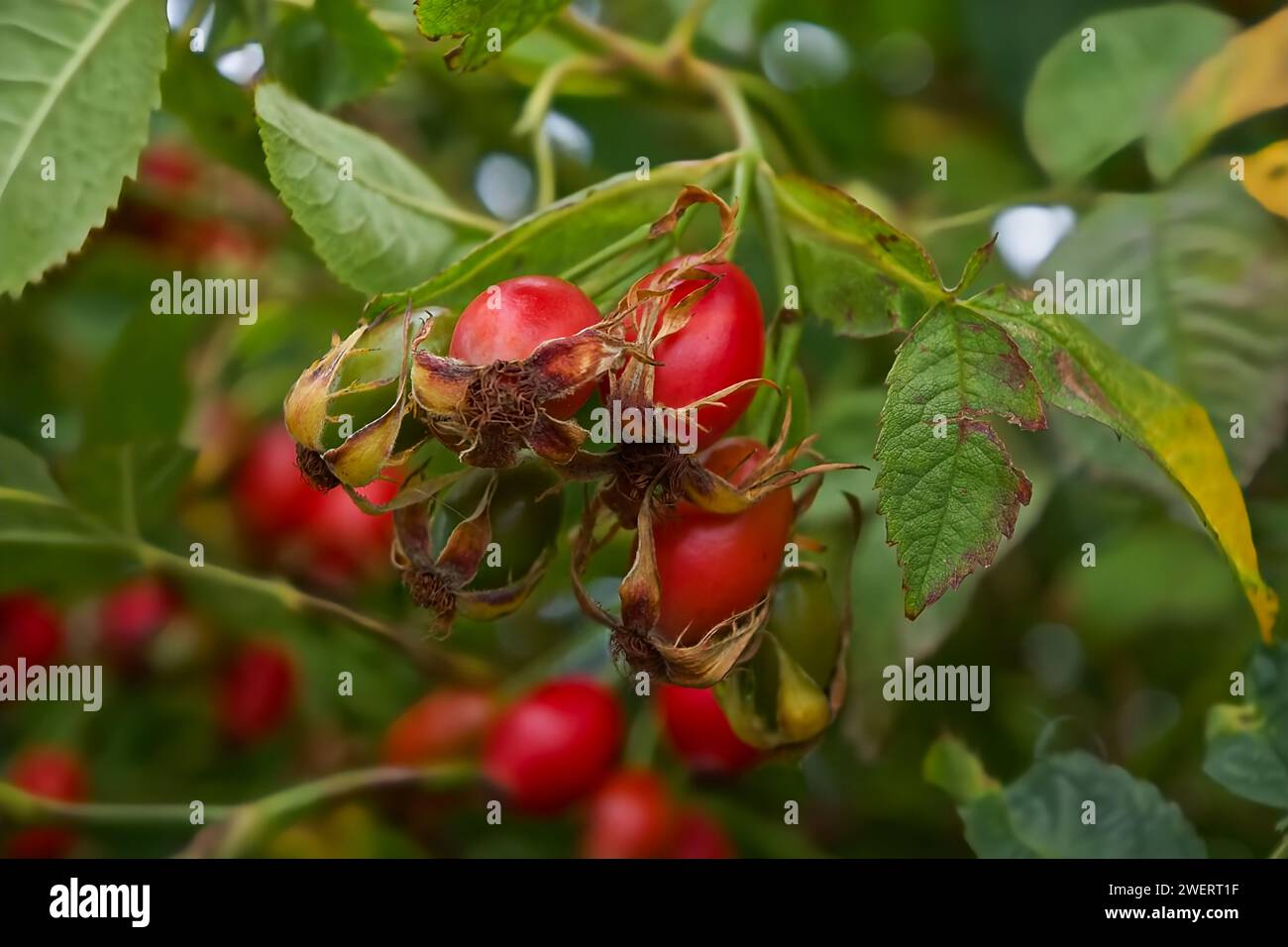 Leuchtend rot glänzende Hagebutten hängen in einem Haufen an einem Zweig eines Baumes in der schwindenden Sonne. Stockfoto