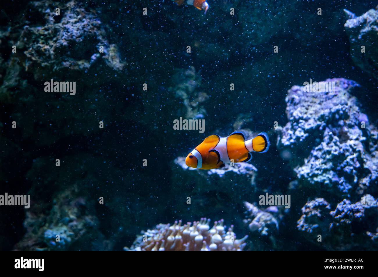Clownanemonfische (Amphiprion ocellaris) schwimmen in einem der Aquarienbecken des AquaRio öffentlichen Aquariums im Bezirk Gamboa. Stockfoto