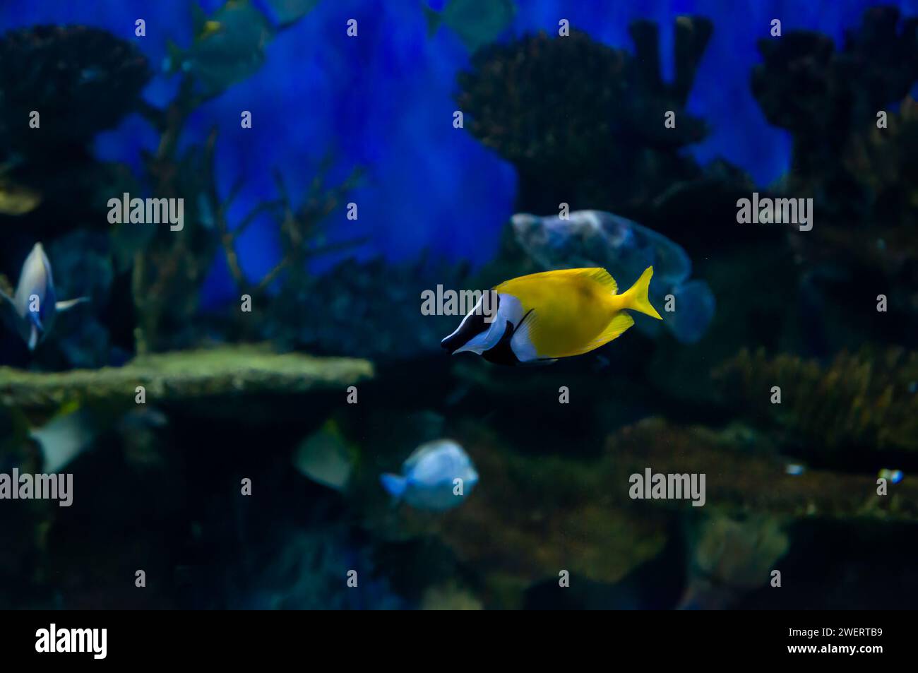 Ein gelber Foxface-Kaninchen (Siganus vulpinus) schwimmt in einem der Aquarien im AquaRio Public Aquarium in Gamboa. Stockfoto