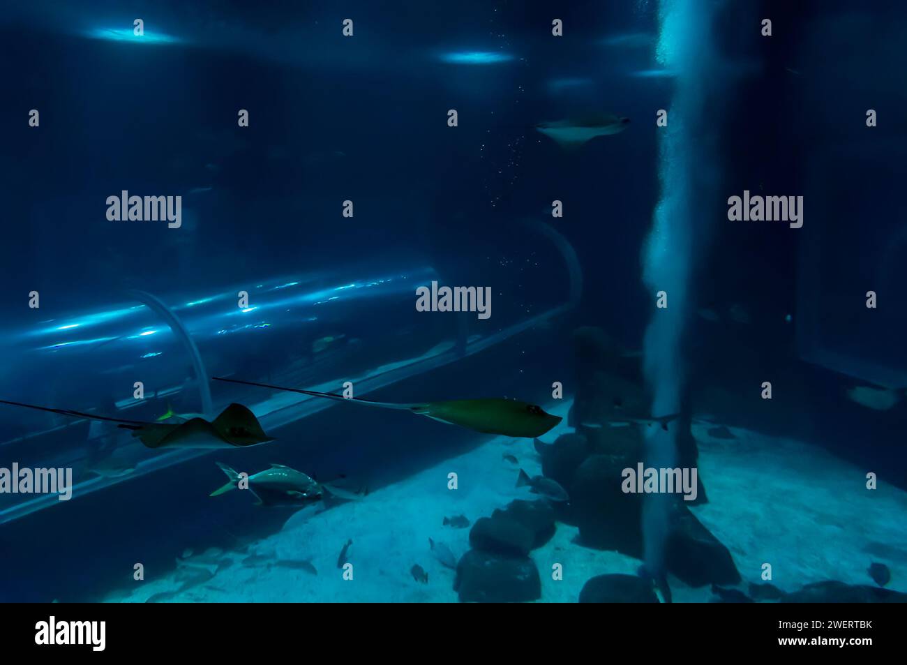 Ein großes Aquarium mit Haifischen und einem durchsichtigen Glastunnel, der hinter dem AquaRio Public Aquarium im Bezirk Gamboa verläuft. Stockfoto