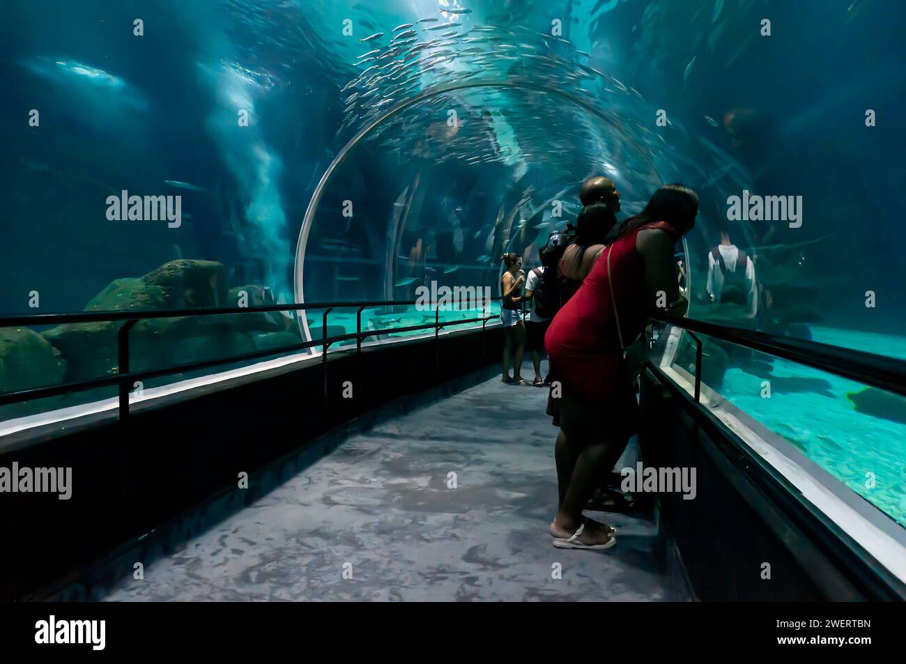 Der Unterwasser-Glastunnel, der in der Mitte des großen Aquariums des AquaRio im Stadtteil Gamboa verläuft. Stockfoto