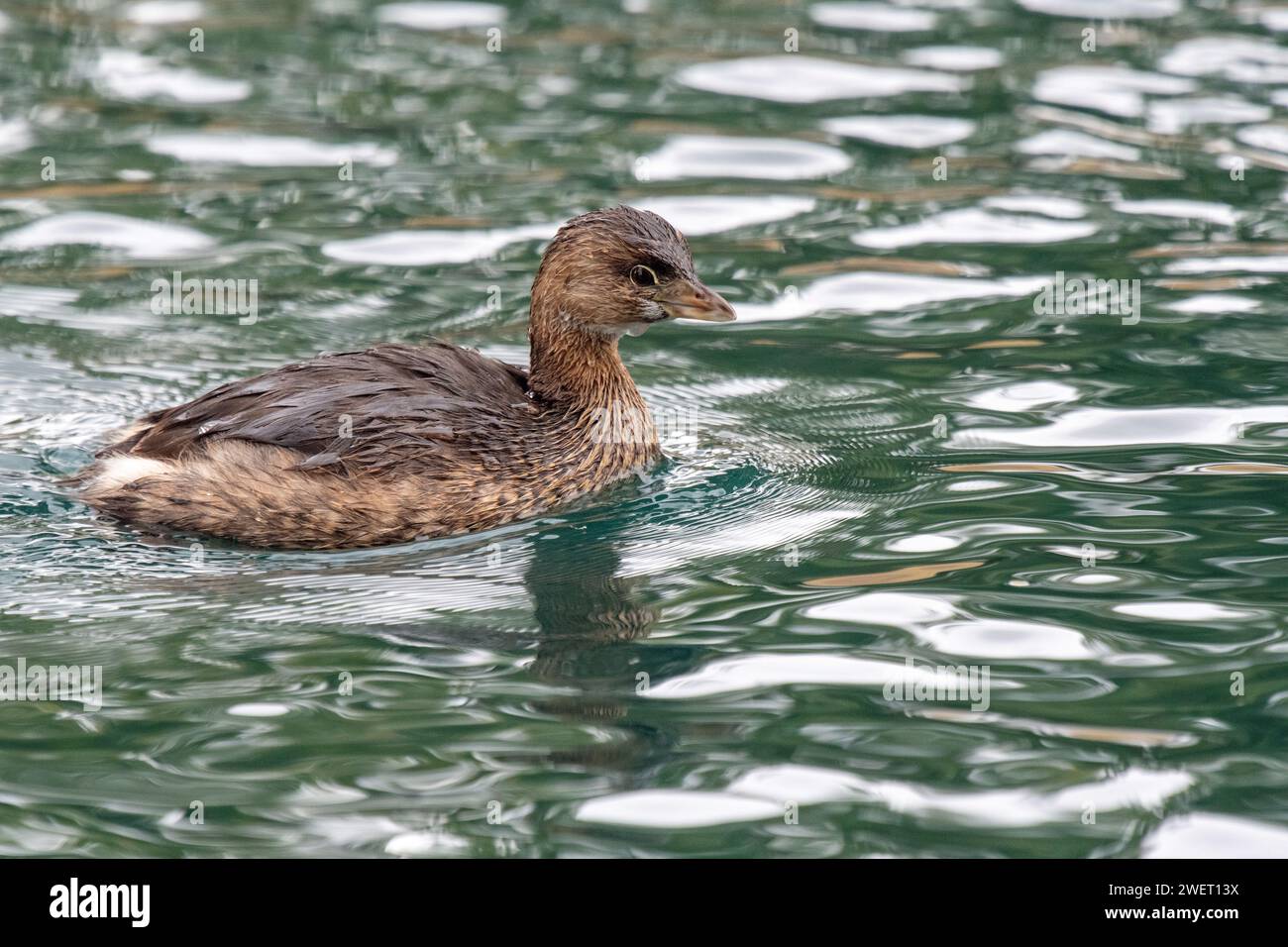 Pied – abgerechnet Grebe (Podilymbus Podiceps) Stockfoto