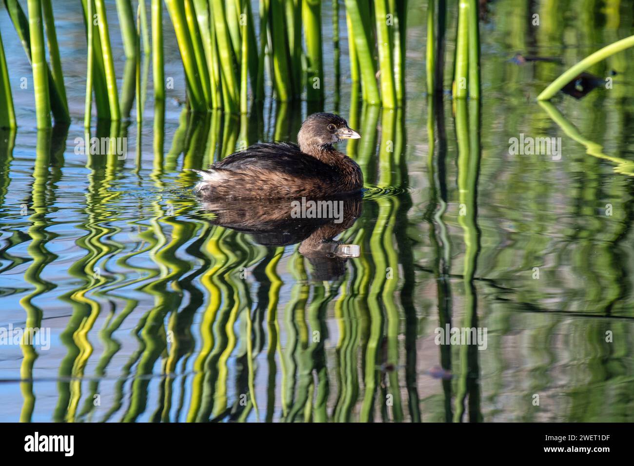 Pied – abgerechnet Grebe (Podilymbus Podiceps) Stockfoto