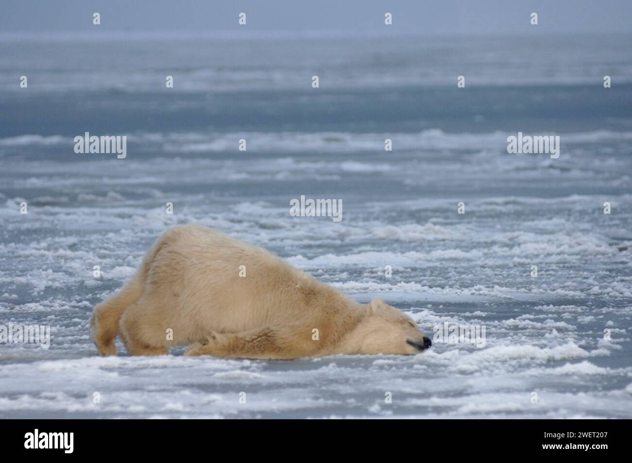 Eisbär, Ursus maritimus, Jungtier, das auf dem Packeis herumrollt, 1002 Küstenebene des Arctic National Wildlife Refuge, Alaska Stockfoto