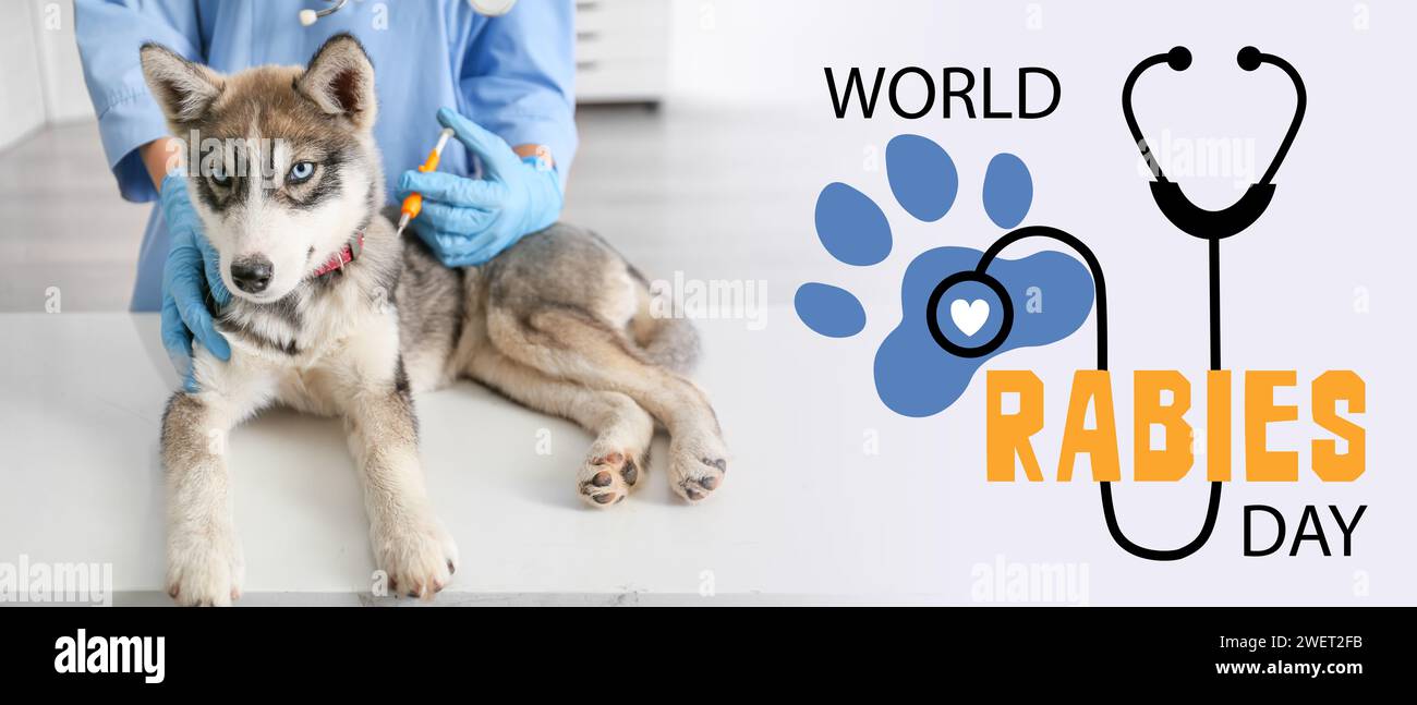 Sensibilisierungsbanner für den Welttollwuttag mit Tierarzt-impfendem Welpen Stockfoto