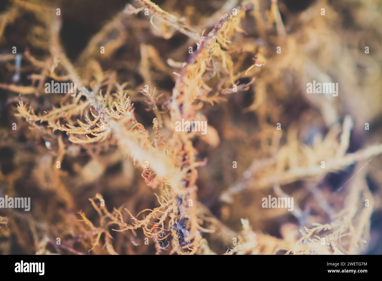 Nahansicht mit einer Spinne, einem Blatt und einem Baum Stockfoto