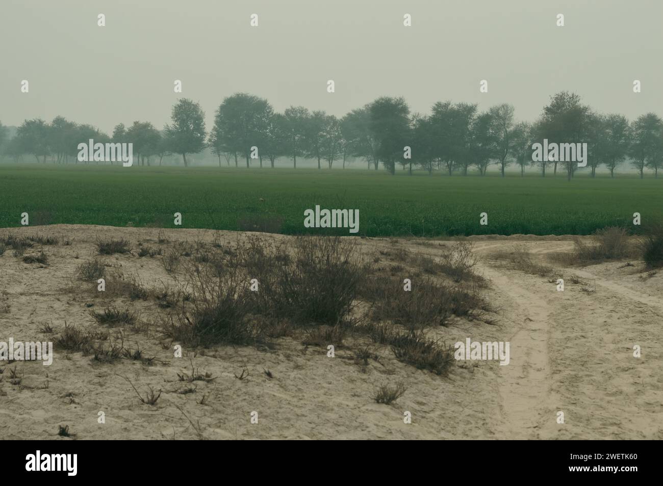 Pakistanische Weizenernte und Feldweg Stockfoto