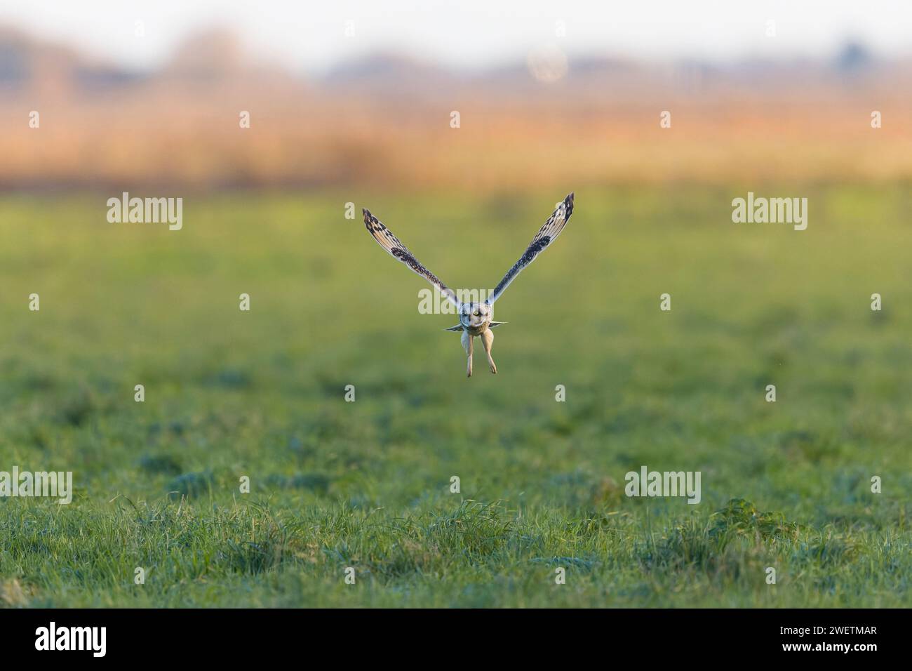 Kurzohrige Asio Flammeus, Erwachsenenflug, Norfolk, England, Dezember Stockfoto