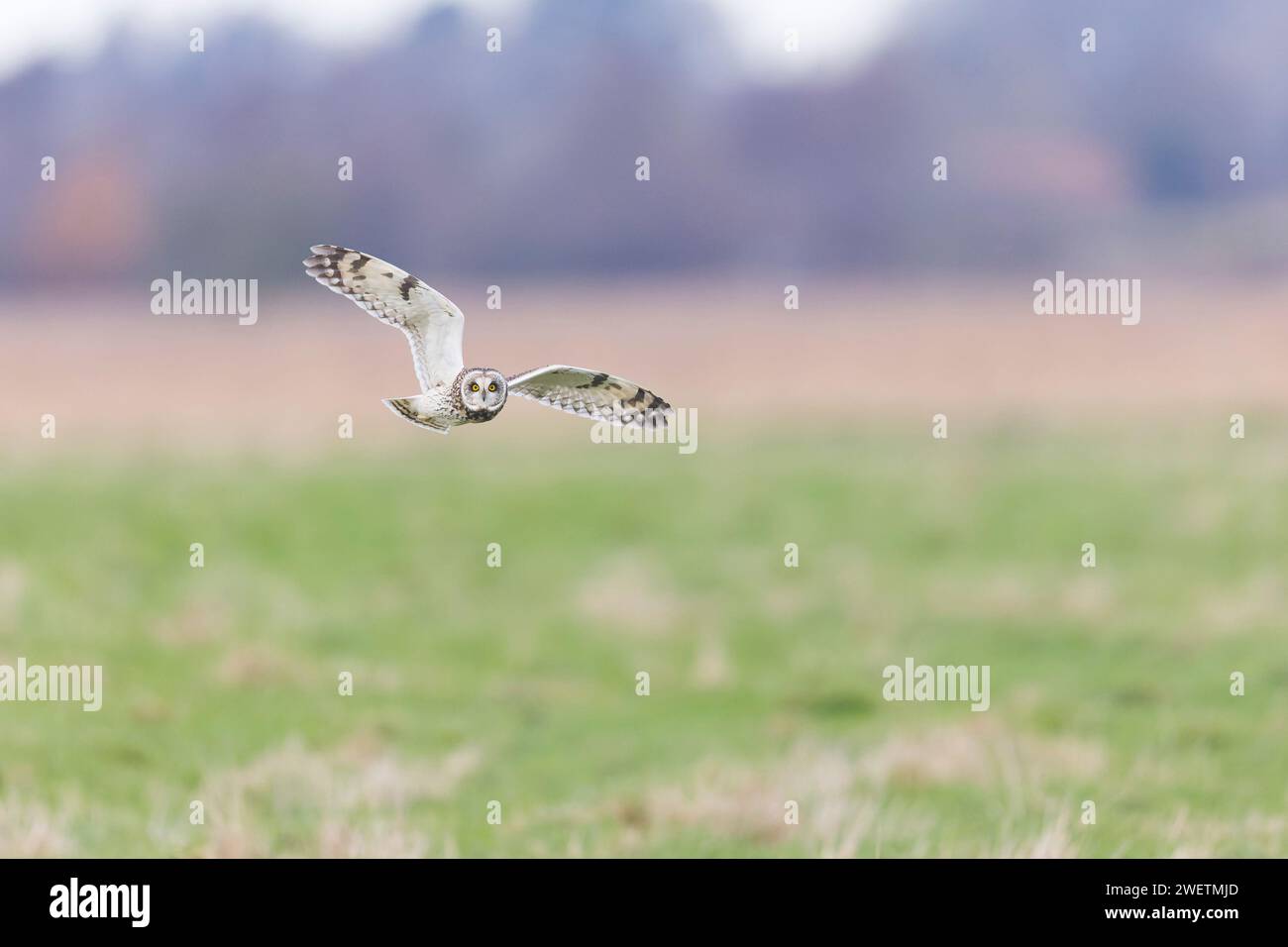 Kurzohrige Asio Flammeus, Erwachsenenflug, Norfolk, England, Januar Stockfoto