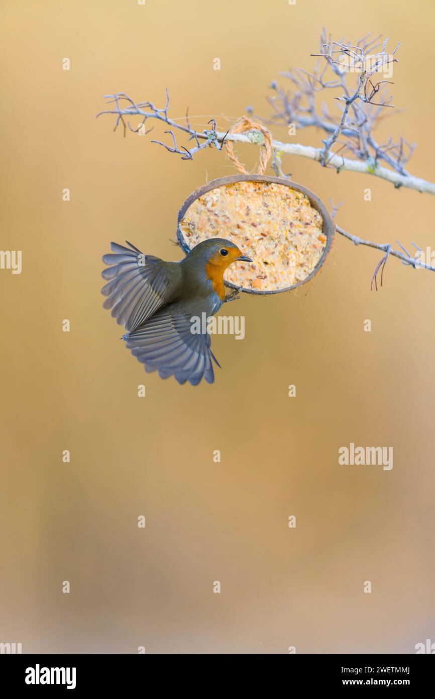 Europäischer robin Erithacus rubecula, Erwachsener auf Kokosnussfutterfutter, Suffolk, England, Januar Stockfoto
