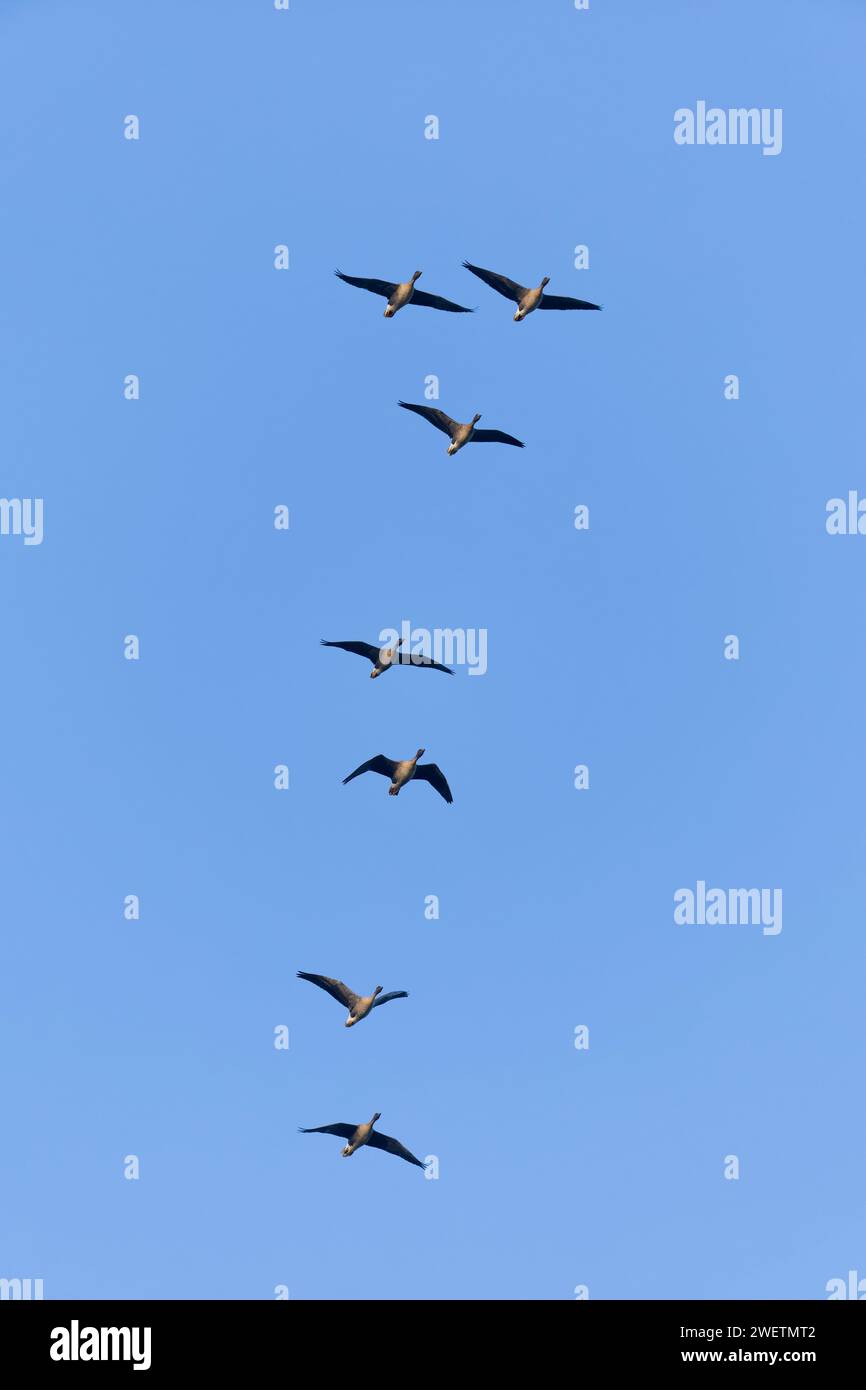 Rosafarbene Gans Anser brachyrhynchus, 7 Erwachsene fliegen, Norfolk, England, Dezember Stockfoto