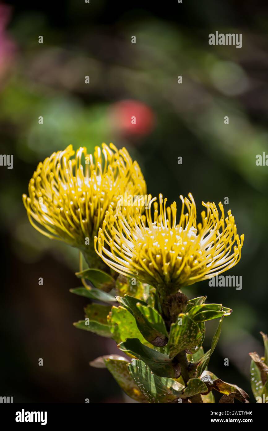 Zwei filigrane Blüten eines Pincusion Protea Leucospermen Cordifolium, hinterleuchtet durch das Nachmittagslicht Stockfoto