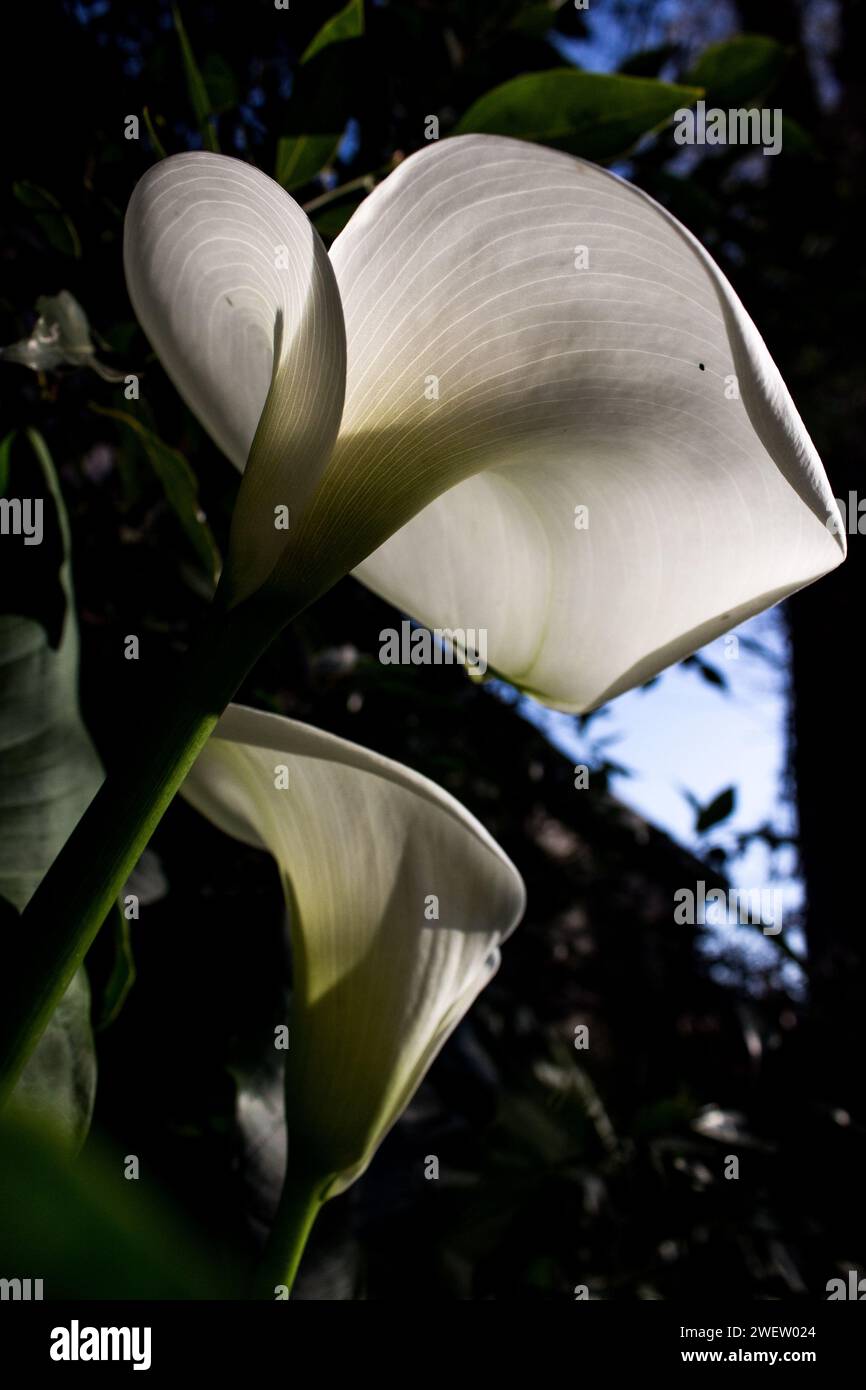 Blick von unten auf eine hinterleuchtete, elegante Arum Lilie, Zantedeschia aethiopica. Stockfoto