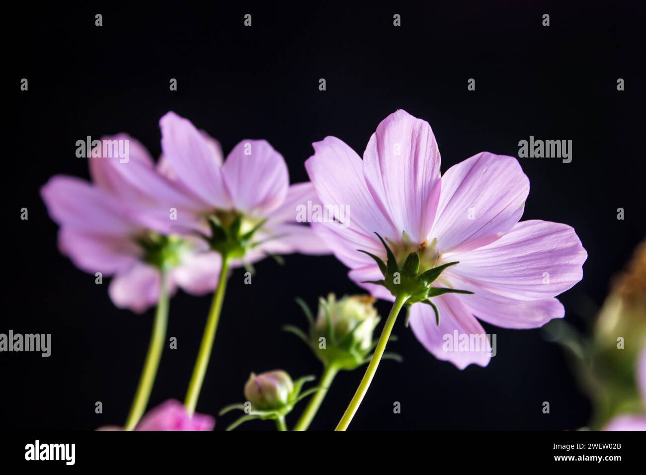 Hellrosafarbene Cosmos-Blüten, von hinten gesehen, vor schwarzem Hintergrund. Stockfoto