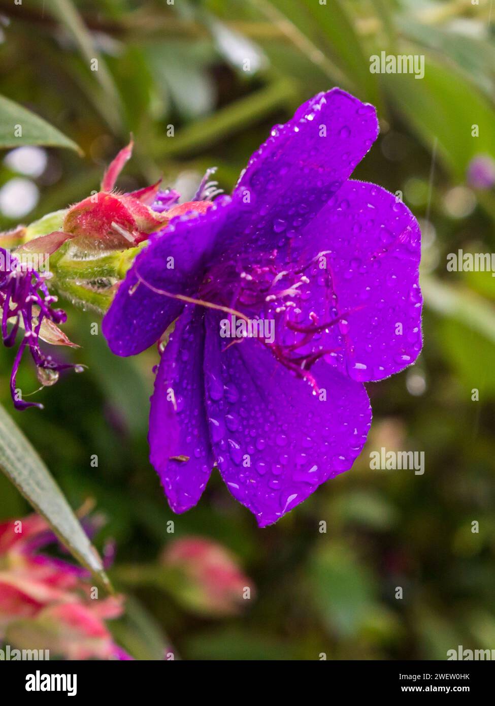 Die große lila Blume einer Tibouchina, bedeckt mit Wassertröpfchen, in einem Garten in Magoebaskloof, Südafrika. Stockfoto Die große lila Blume einer Tibouchina, bedeckt mit Wassertröpfchen, in einem Garten in Magoebaskloof, Südafrika. Stockfoto